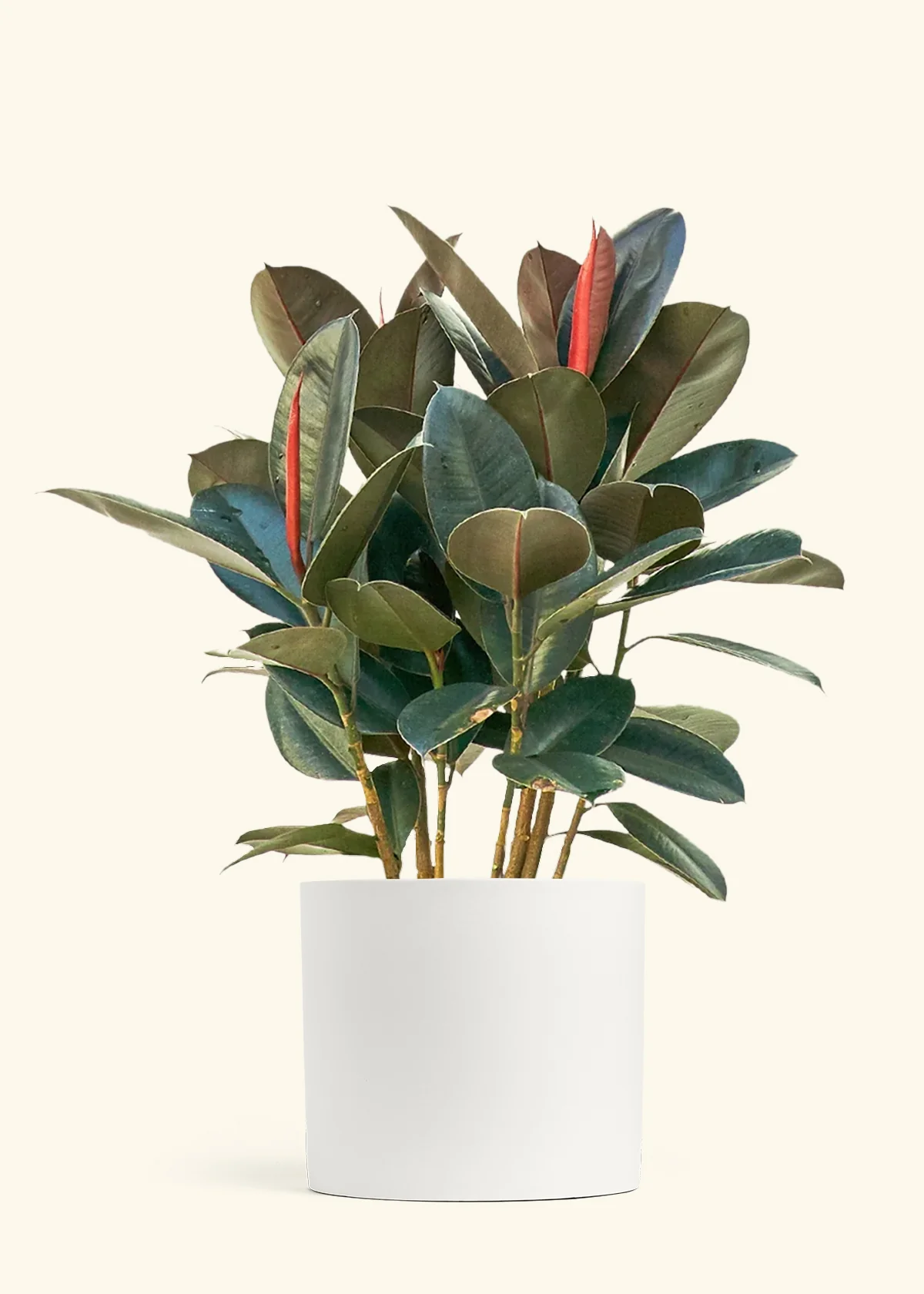 Burgundy Rubber Plant - Image 17