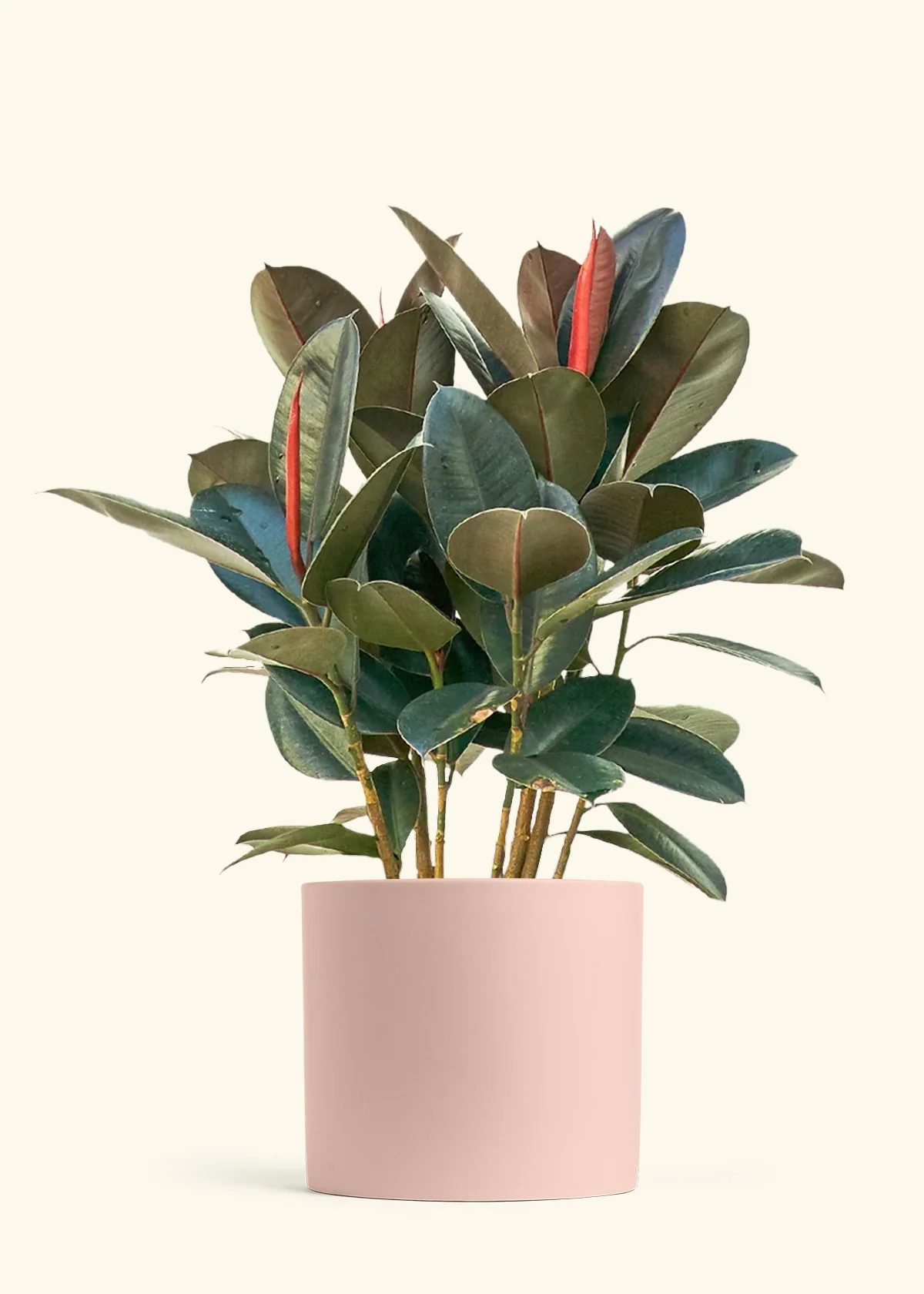 Burgundy Rubber Plant - Image 18