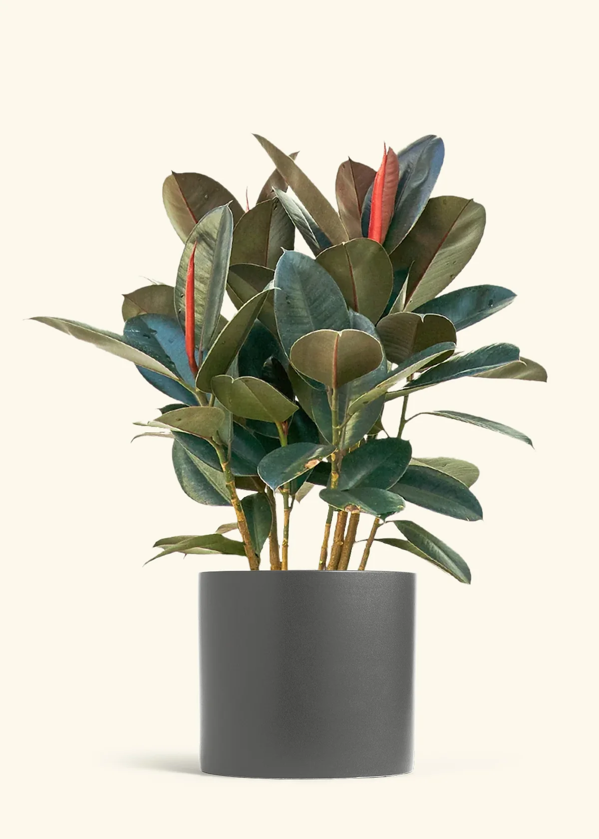 Burgundy Rubber Plant - Image 19