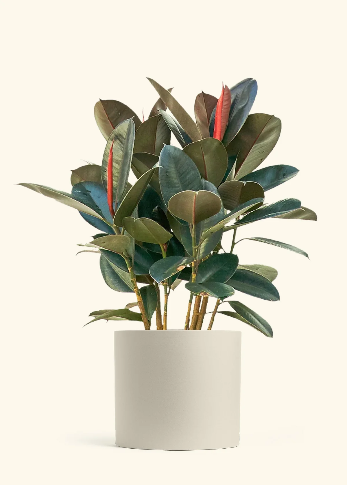 Burgundy Rubber Plant - Image 20