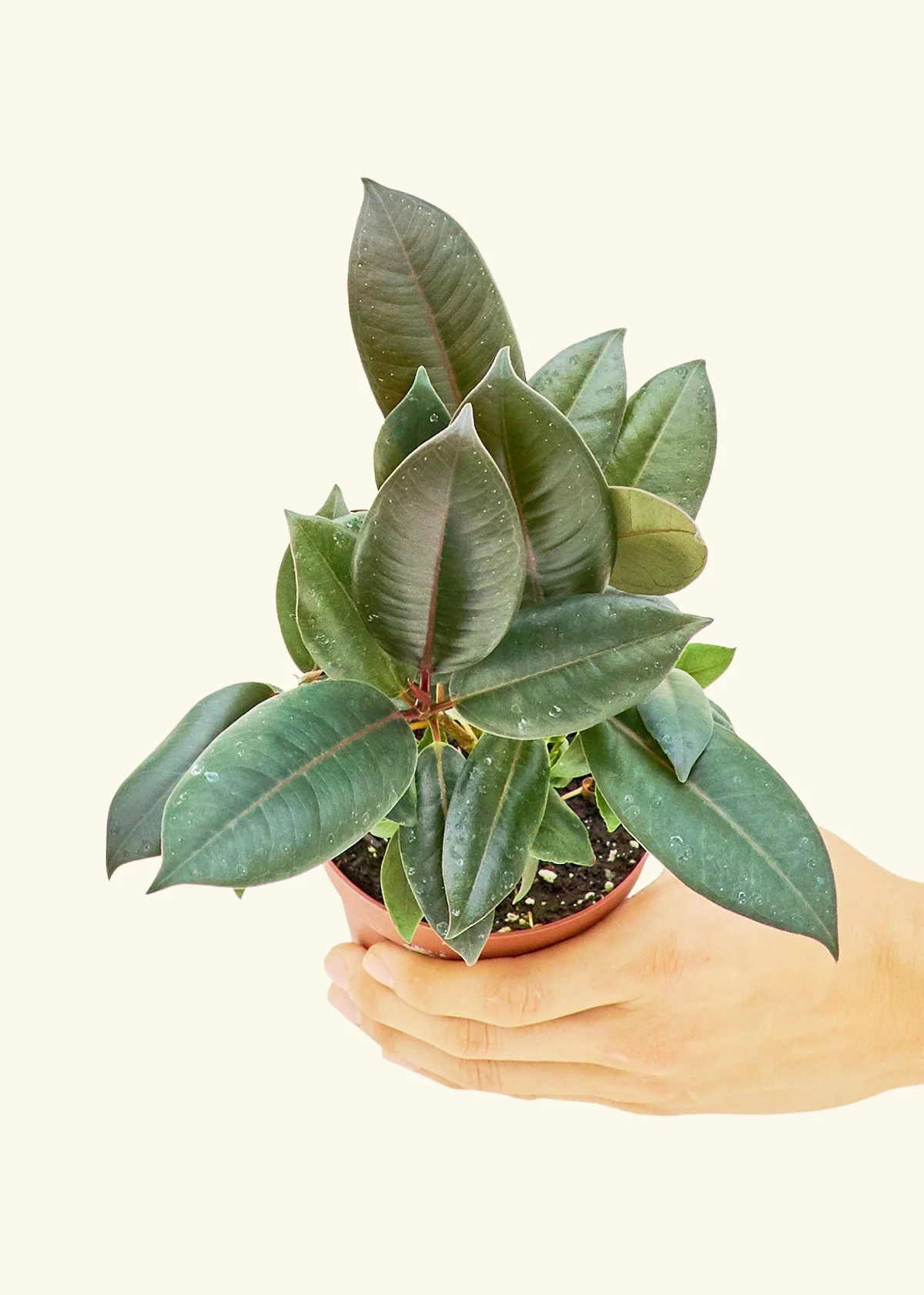Burgundy Rubber Plant - Image 3