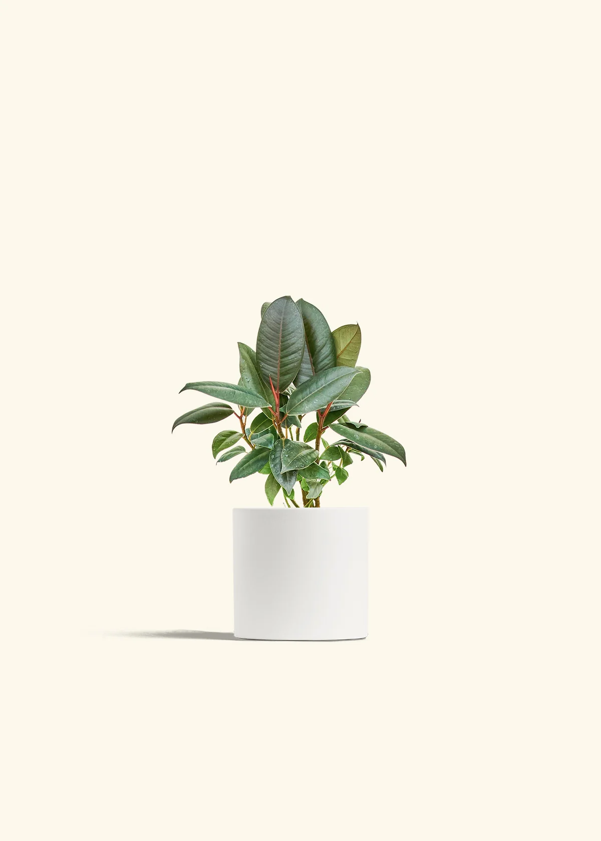 Burgundy Rubber Plant - Image 4