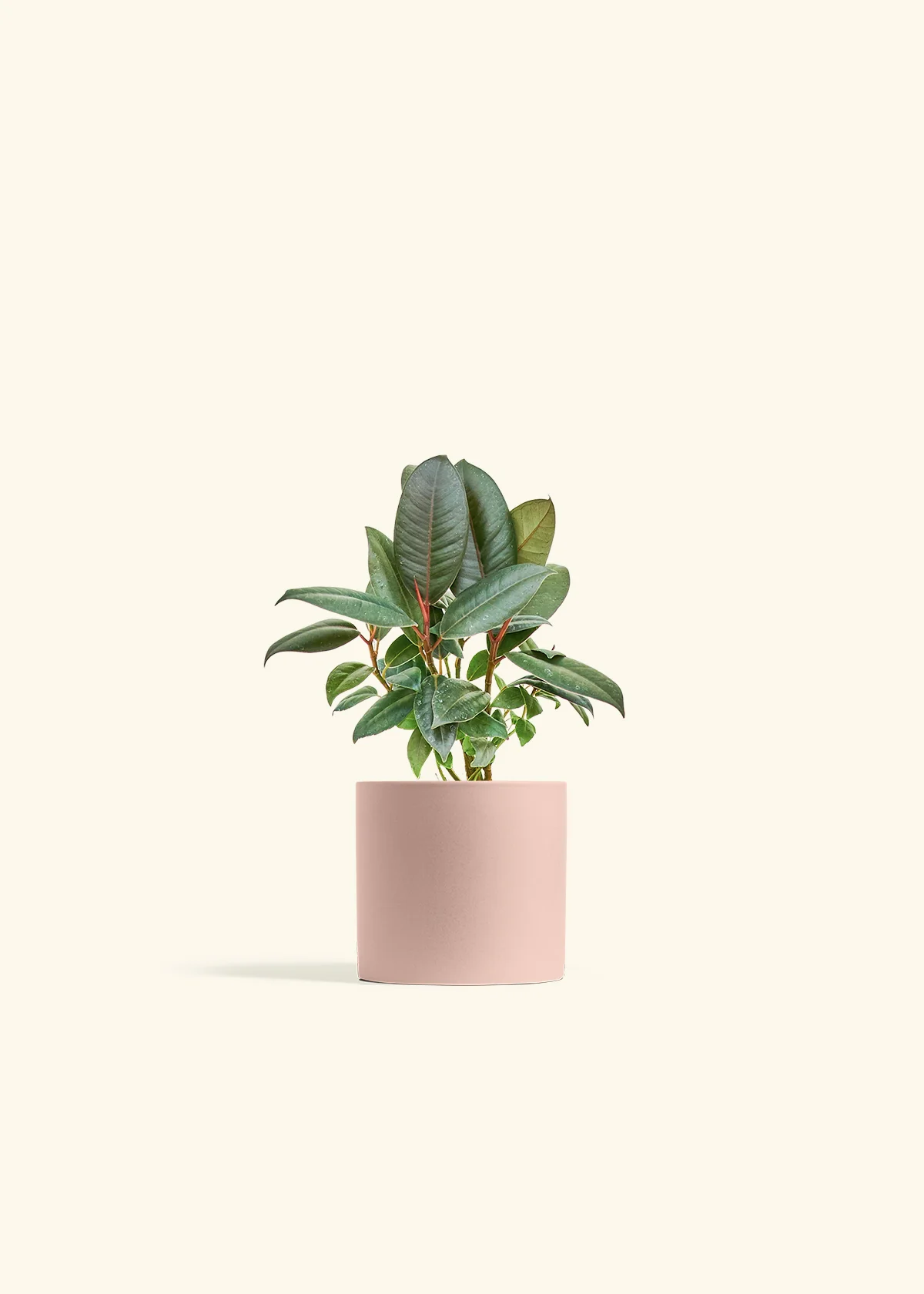 Burgundy Rubber Plant - Image 5