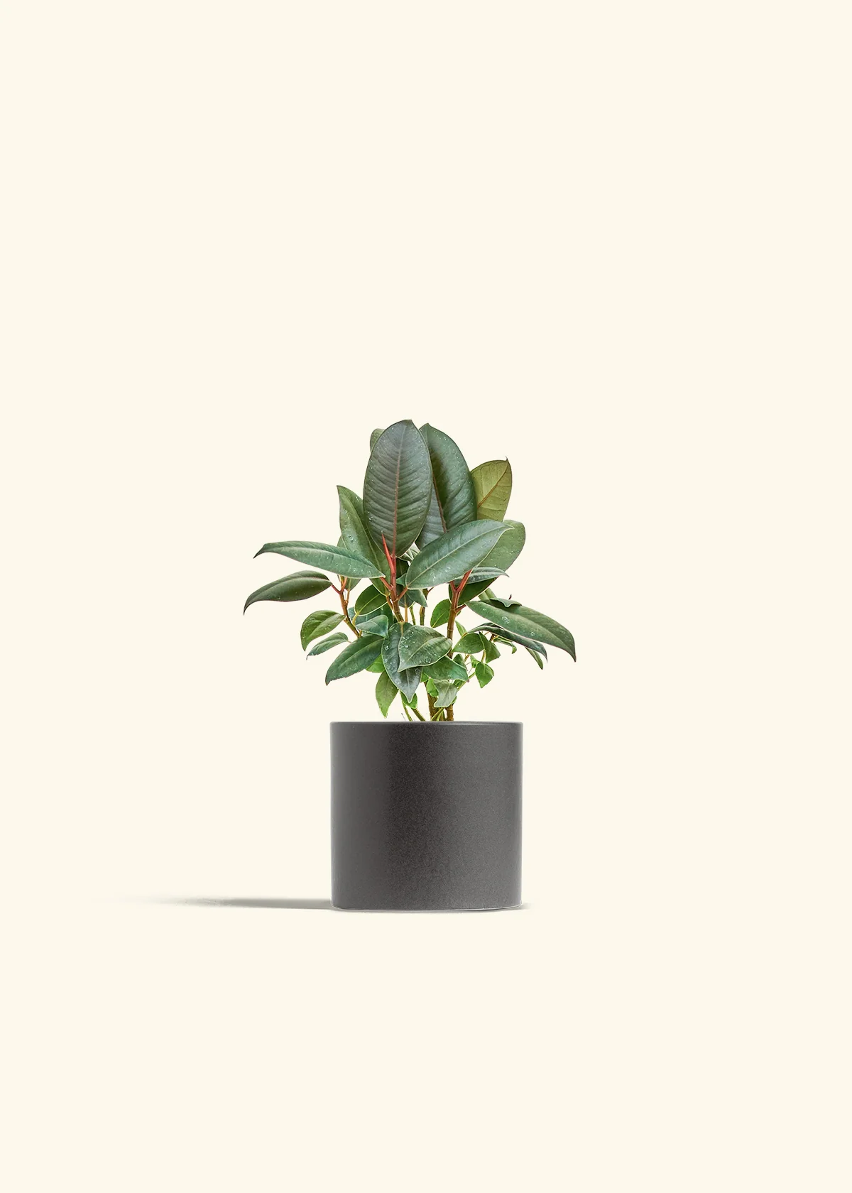 Burgundy Rubber Plant - Image 6
