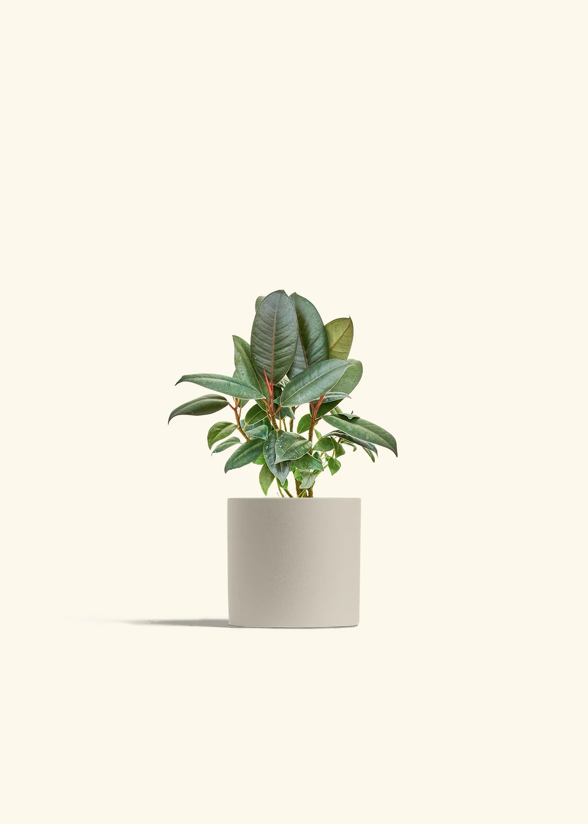 Burgundy Rubber Plant - Image 7