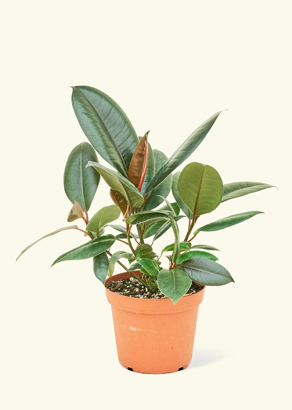 Burgundy Rubber Plant - Image 8