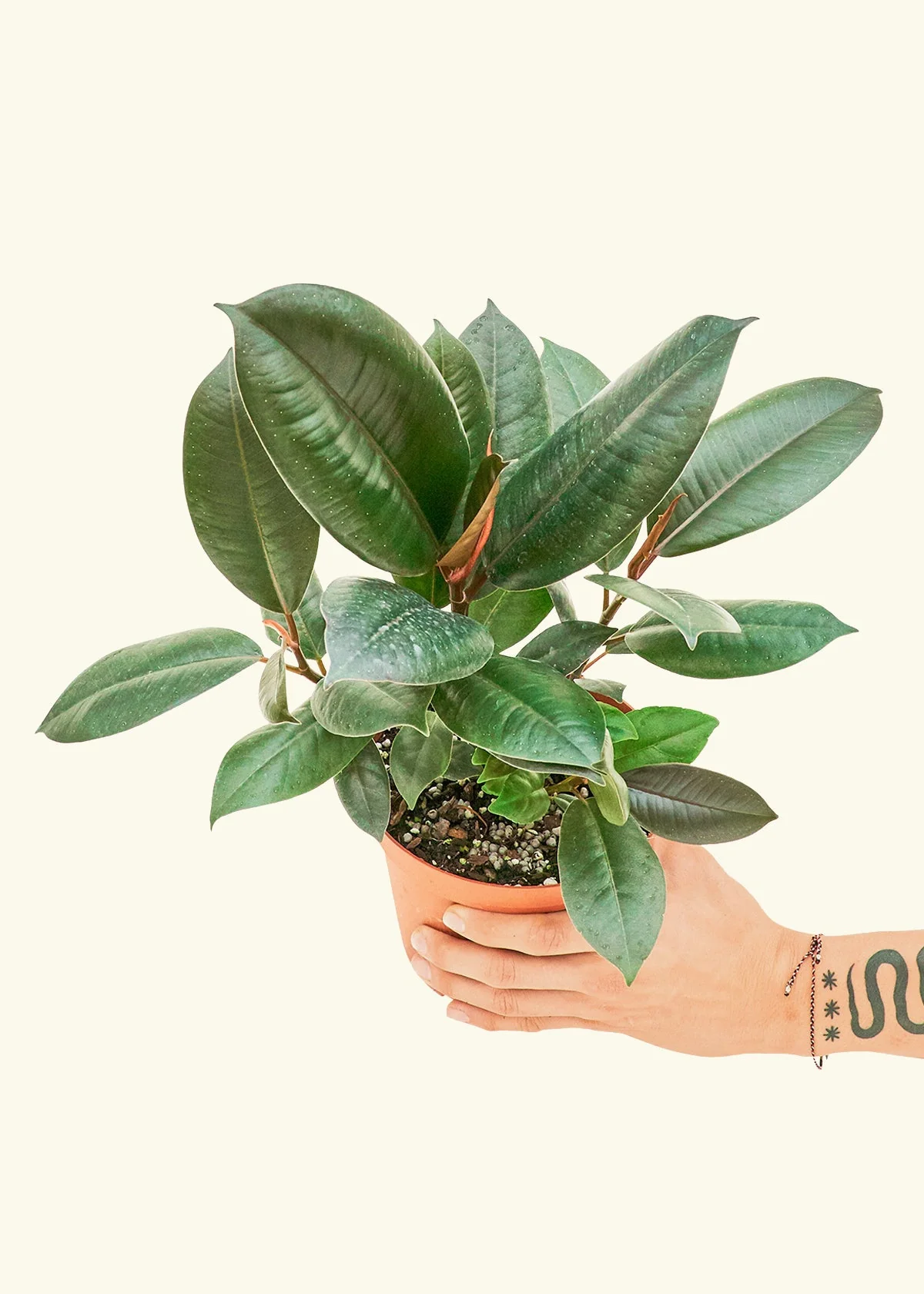Burgundy Rubber Plant - Image 9