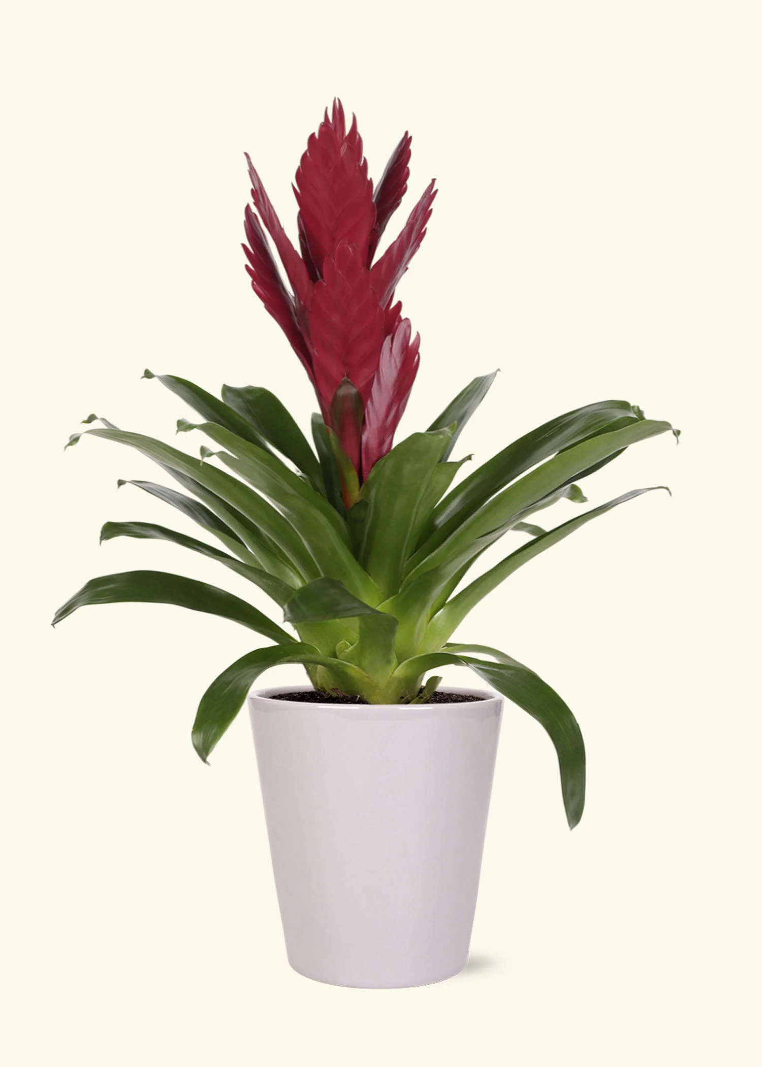 Burgundy Bromeliad - Image 3