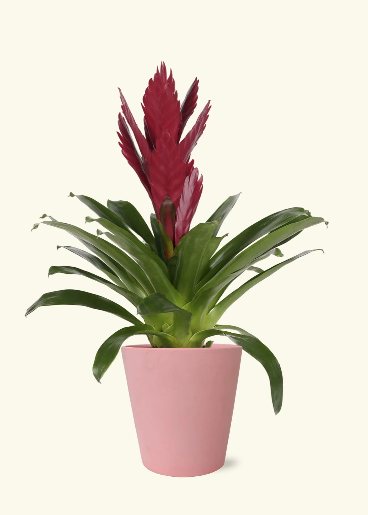 Burgundy Bromeliad - Image 4
