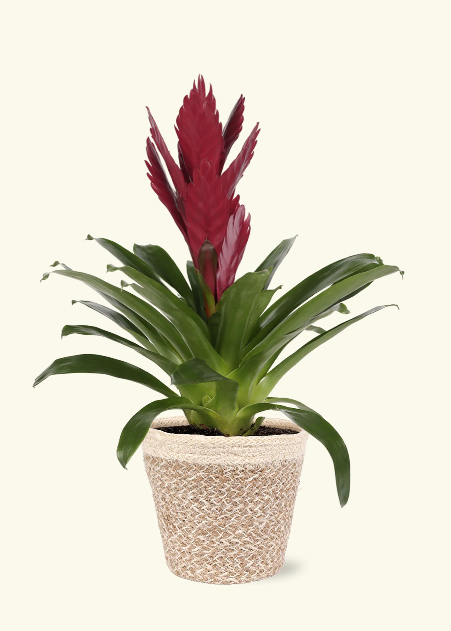 Burgundy Bromeliad - Image 5