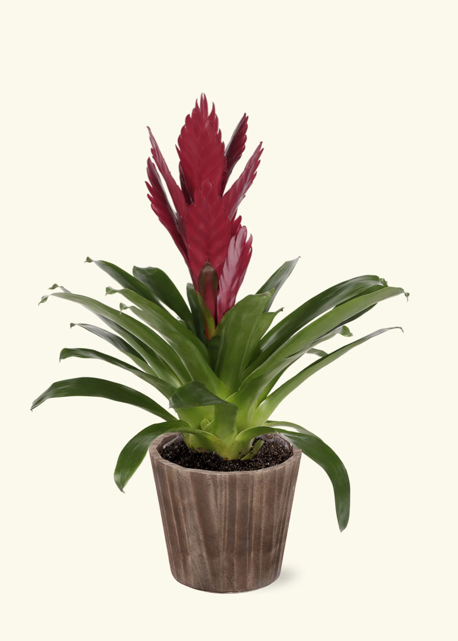 Burgundy Bromeliad - Image 6