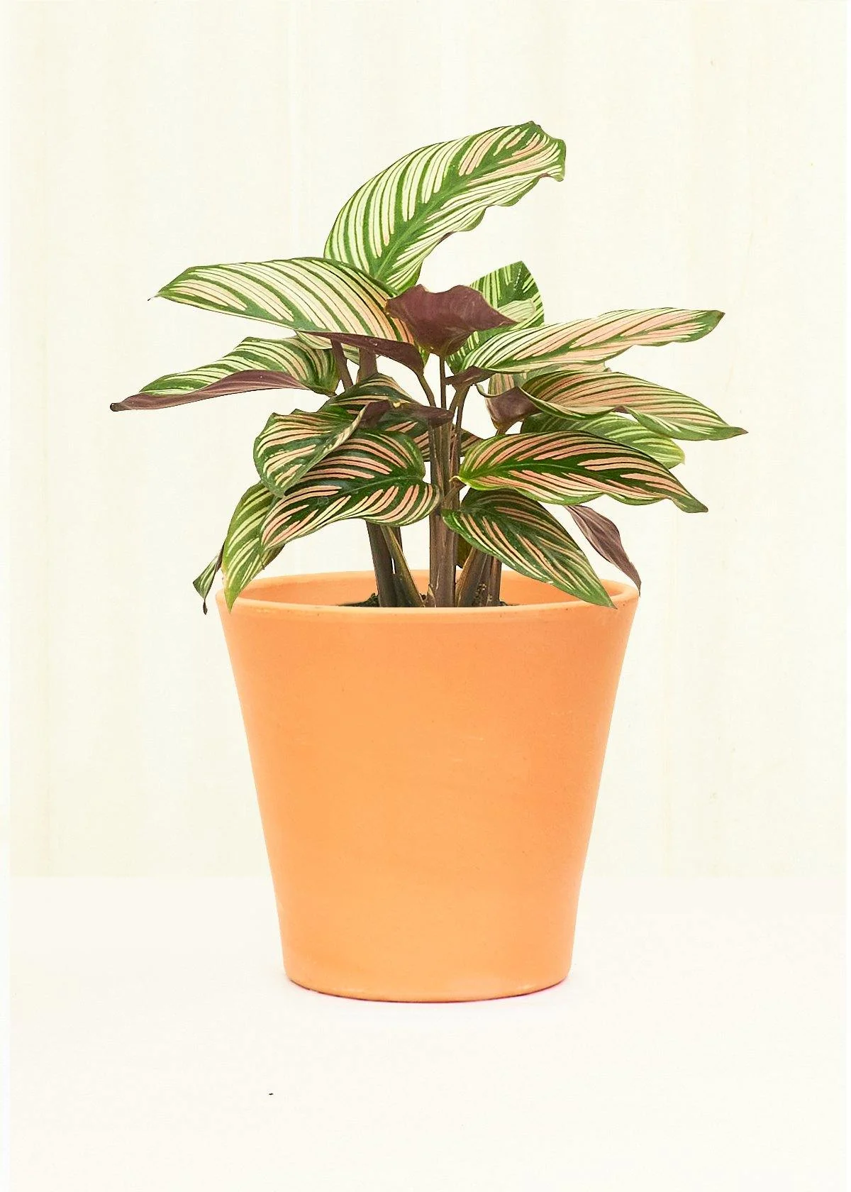 Cabo Smooth Clay Planter - Image 2