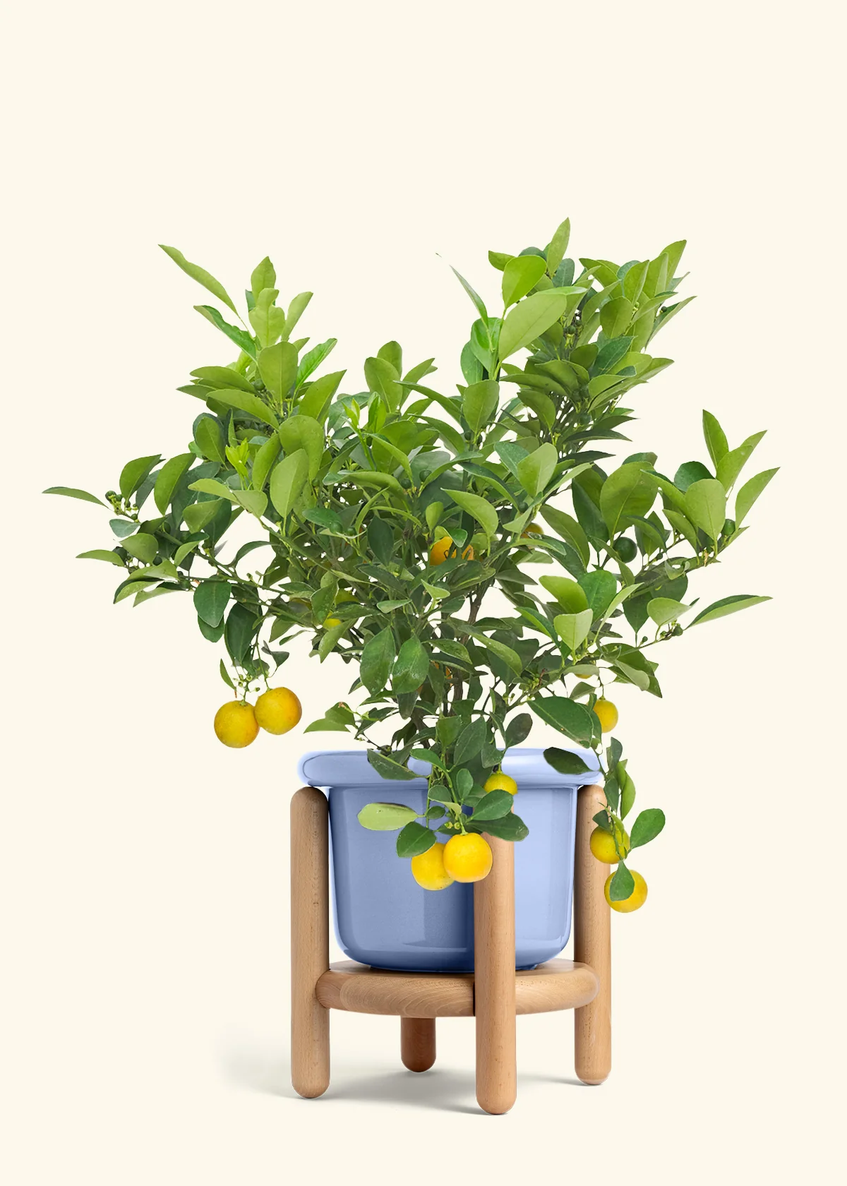 Calamansi Tree - Image 10