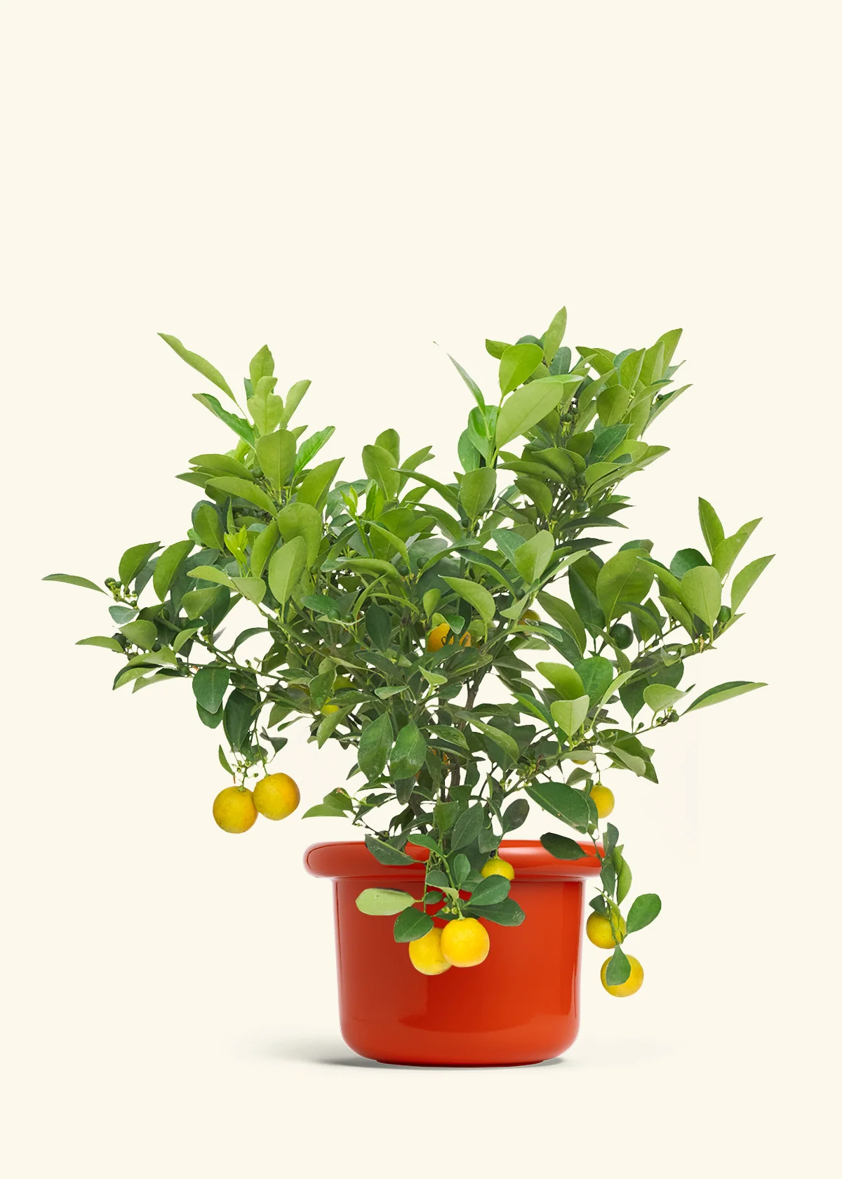 Calamansi Tree - Image 11