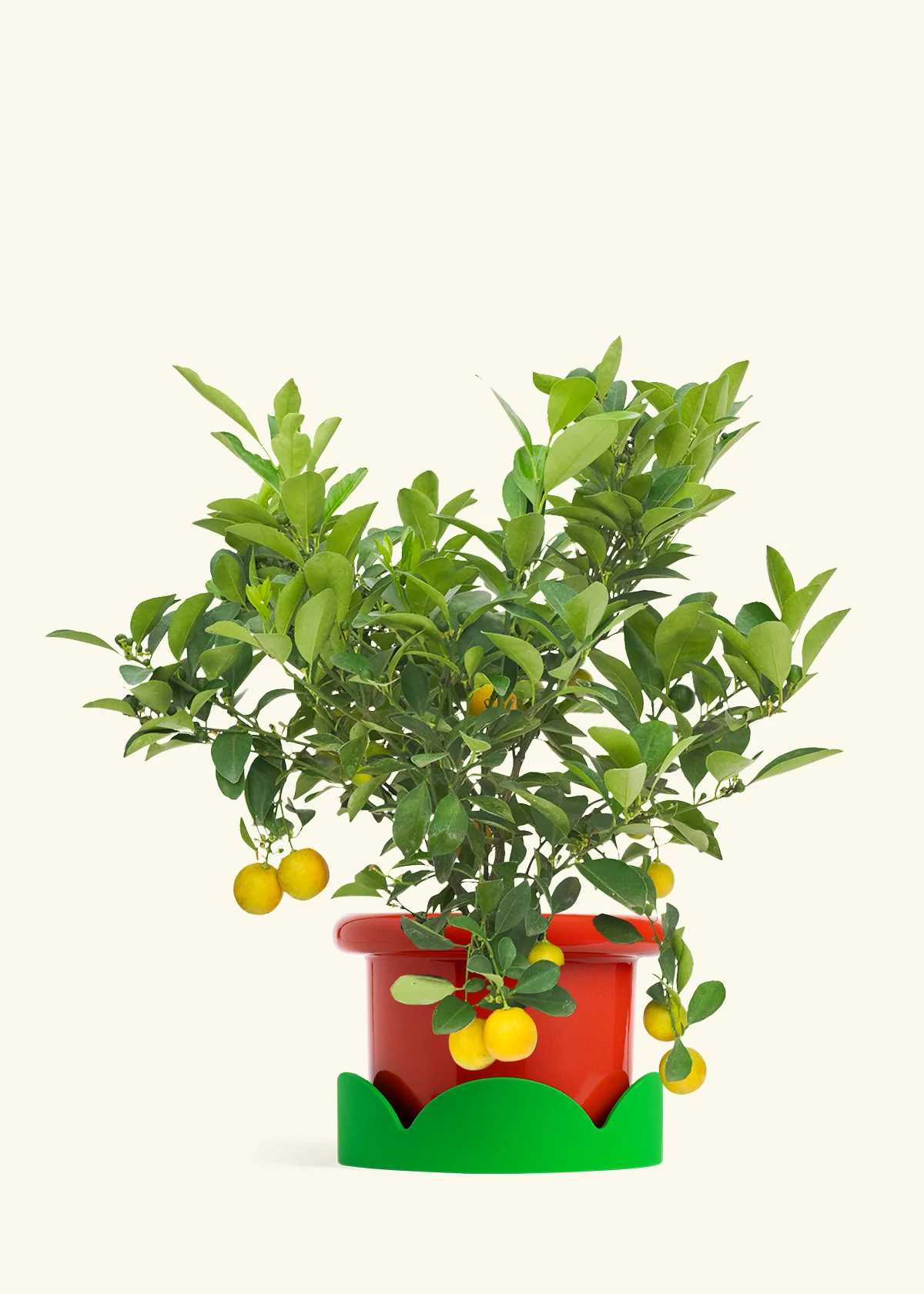 Calamansi Tree - Image 12