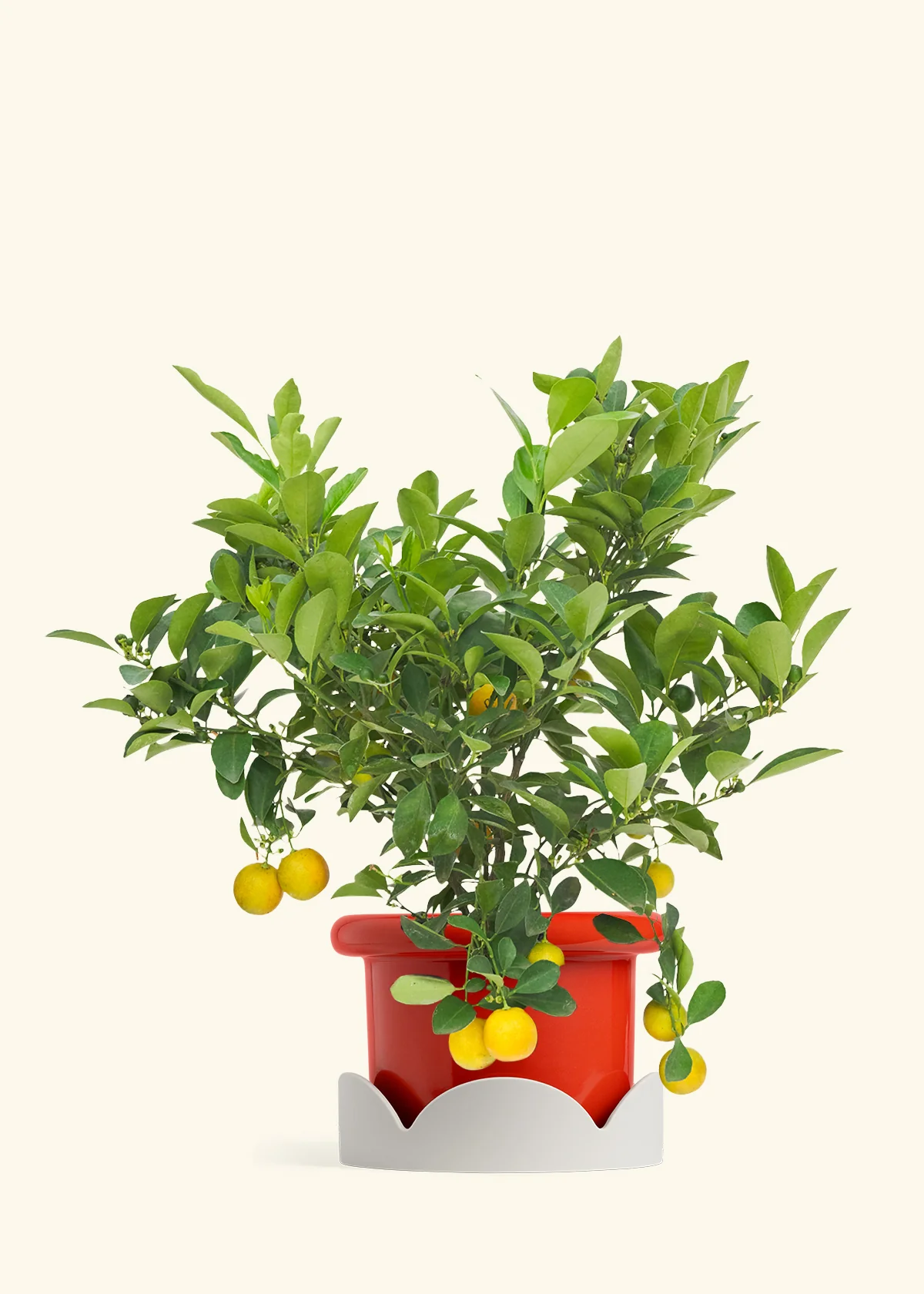Calamansi Tree - Image 13