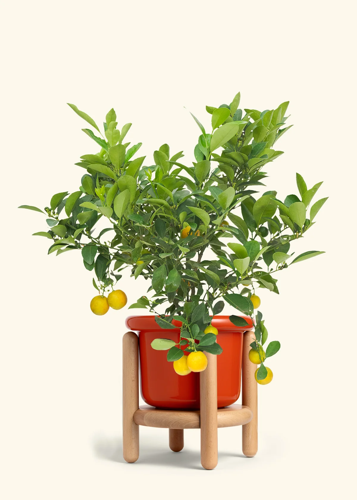 Calamansi Tree - Image 14