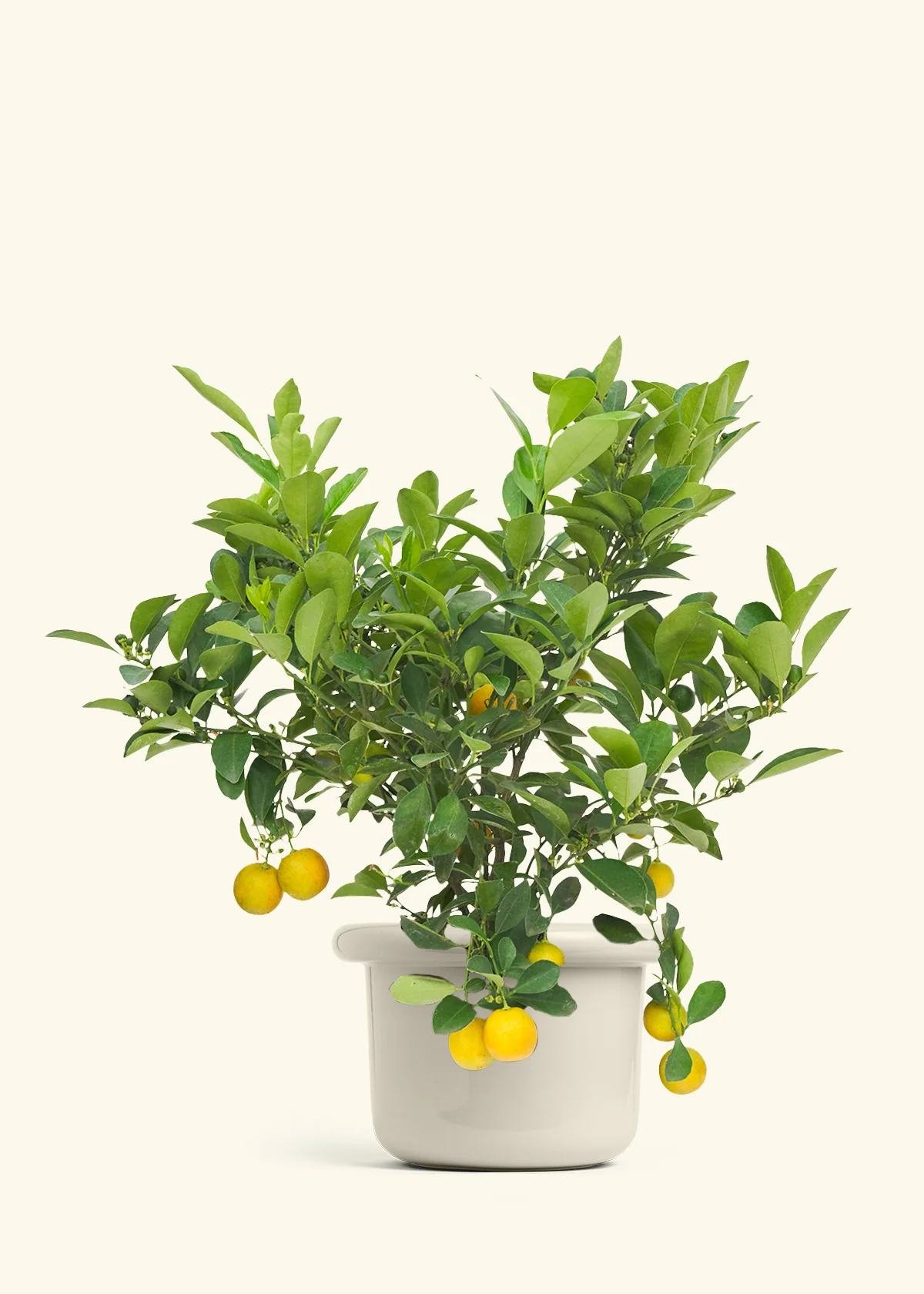 Calamansi Tree - Image 15