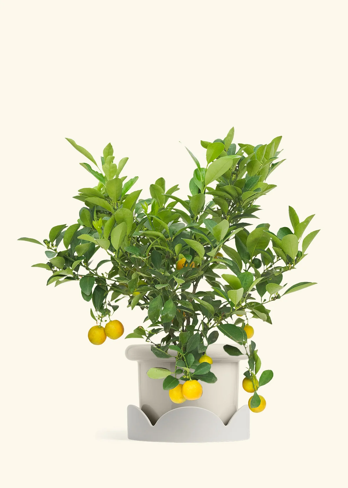 Calamansi Tree - Image 17