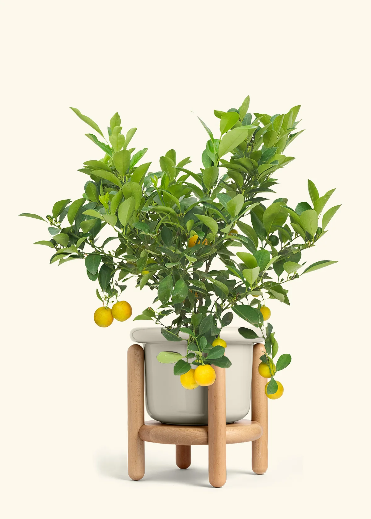 Calamansi Tree - Image 18