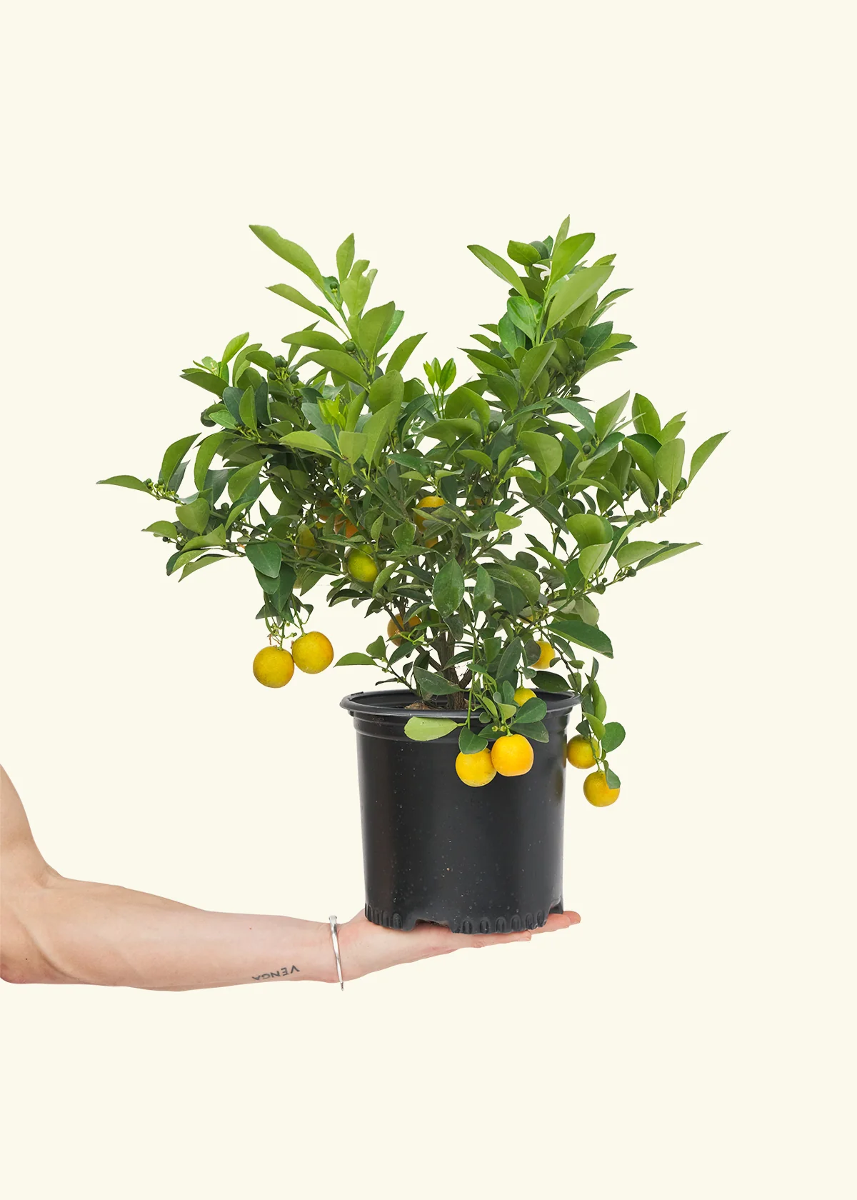 Calamansi Tree - Image 2