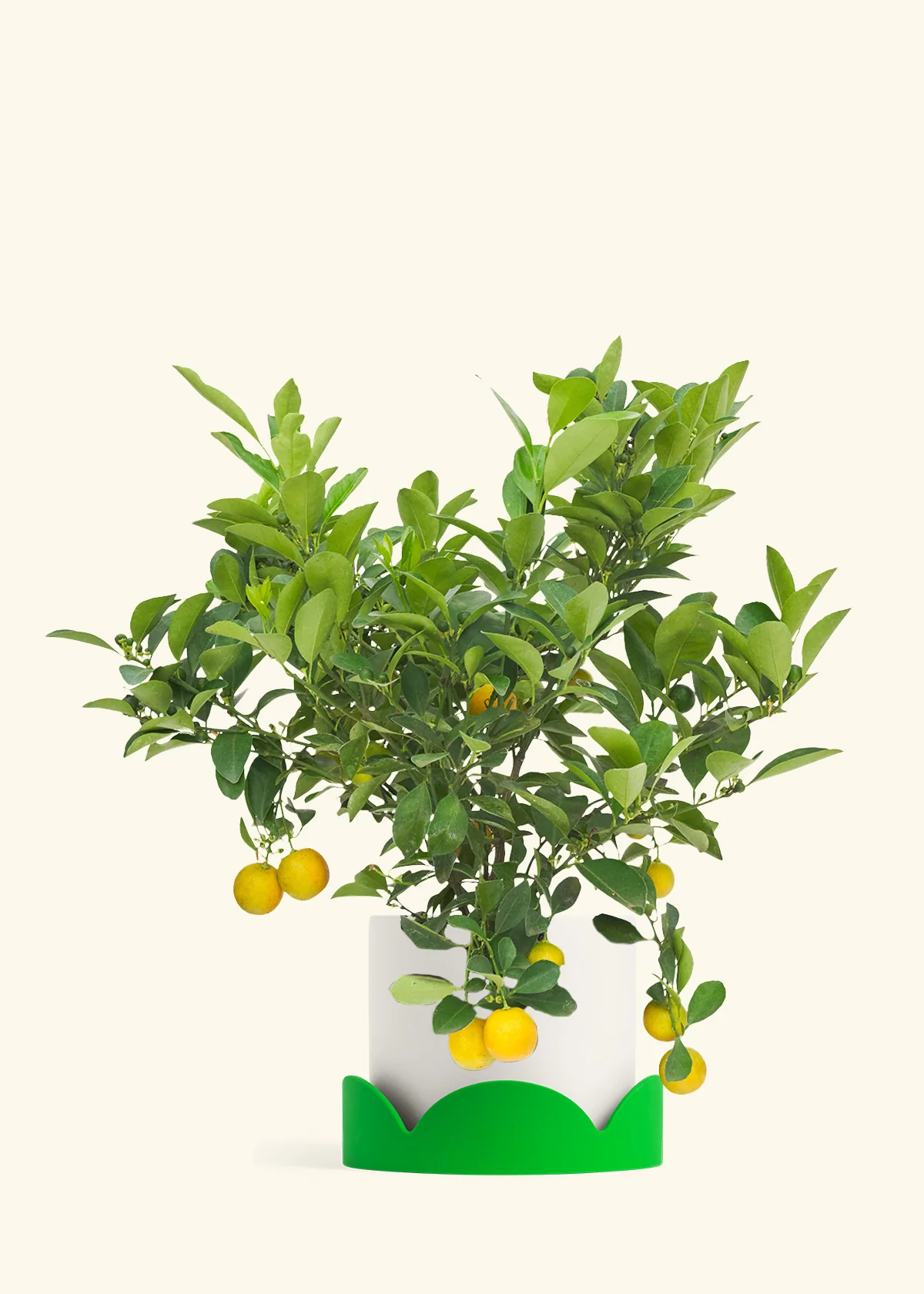 Calamansi Tree - Image 20
