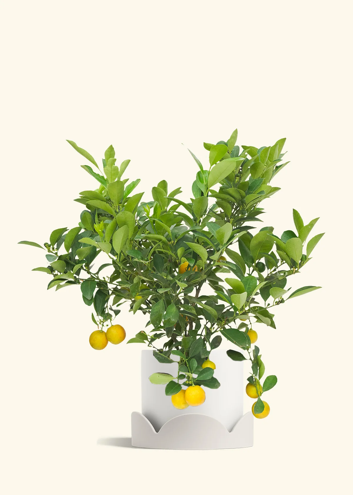 Calamansi Tree - Image 21