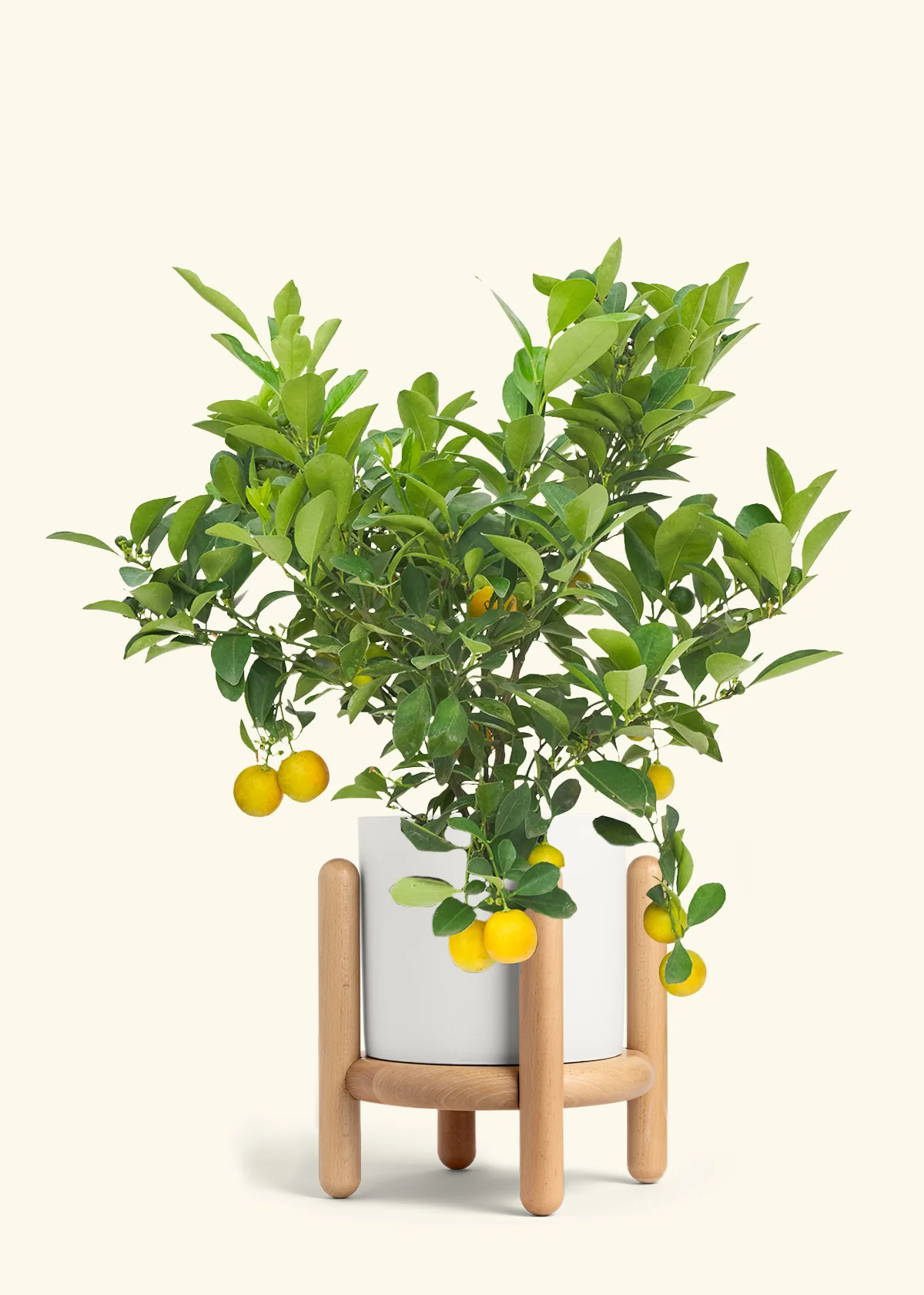 Calamansi Tree - Image 22