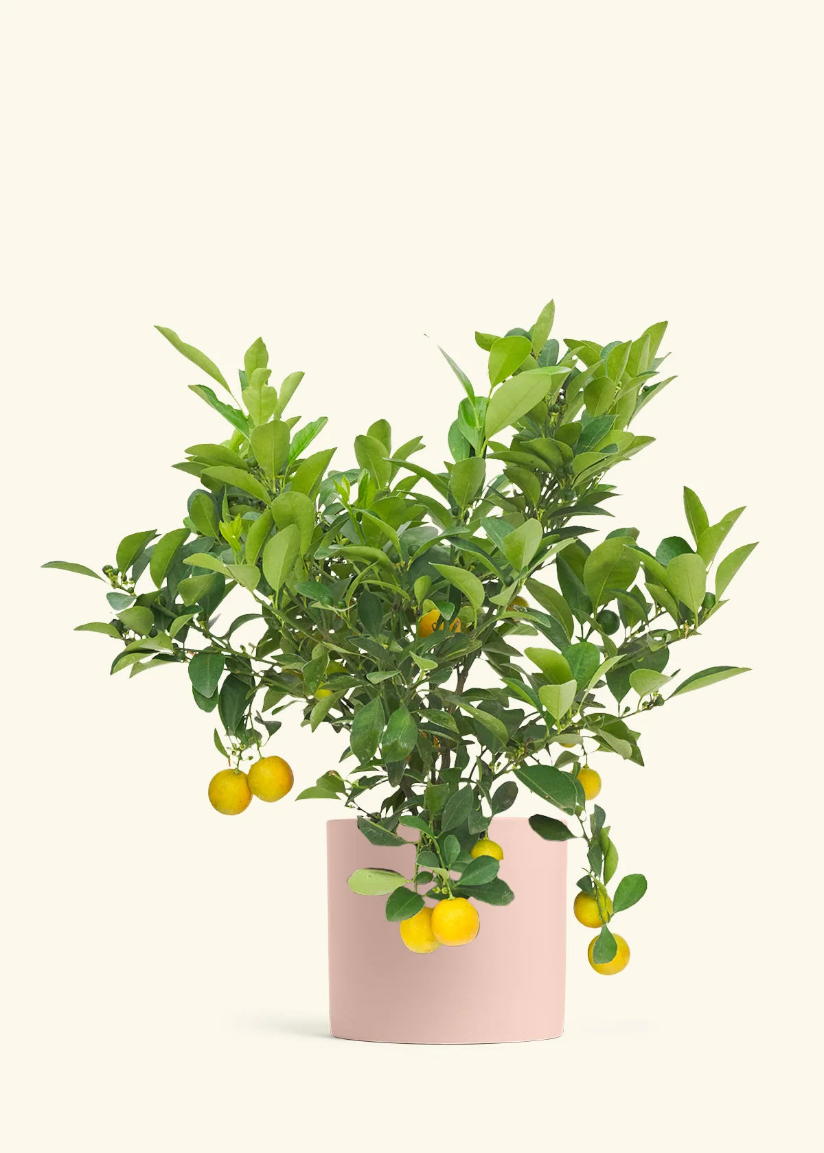 Calamansi Tree - Image 23