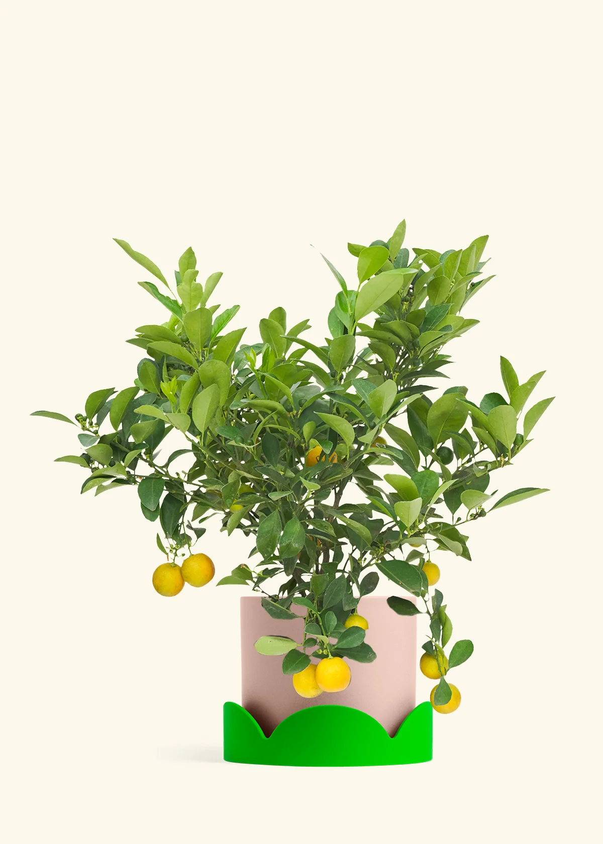 Calamansi Tree - Image 24