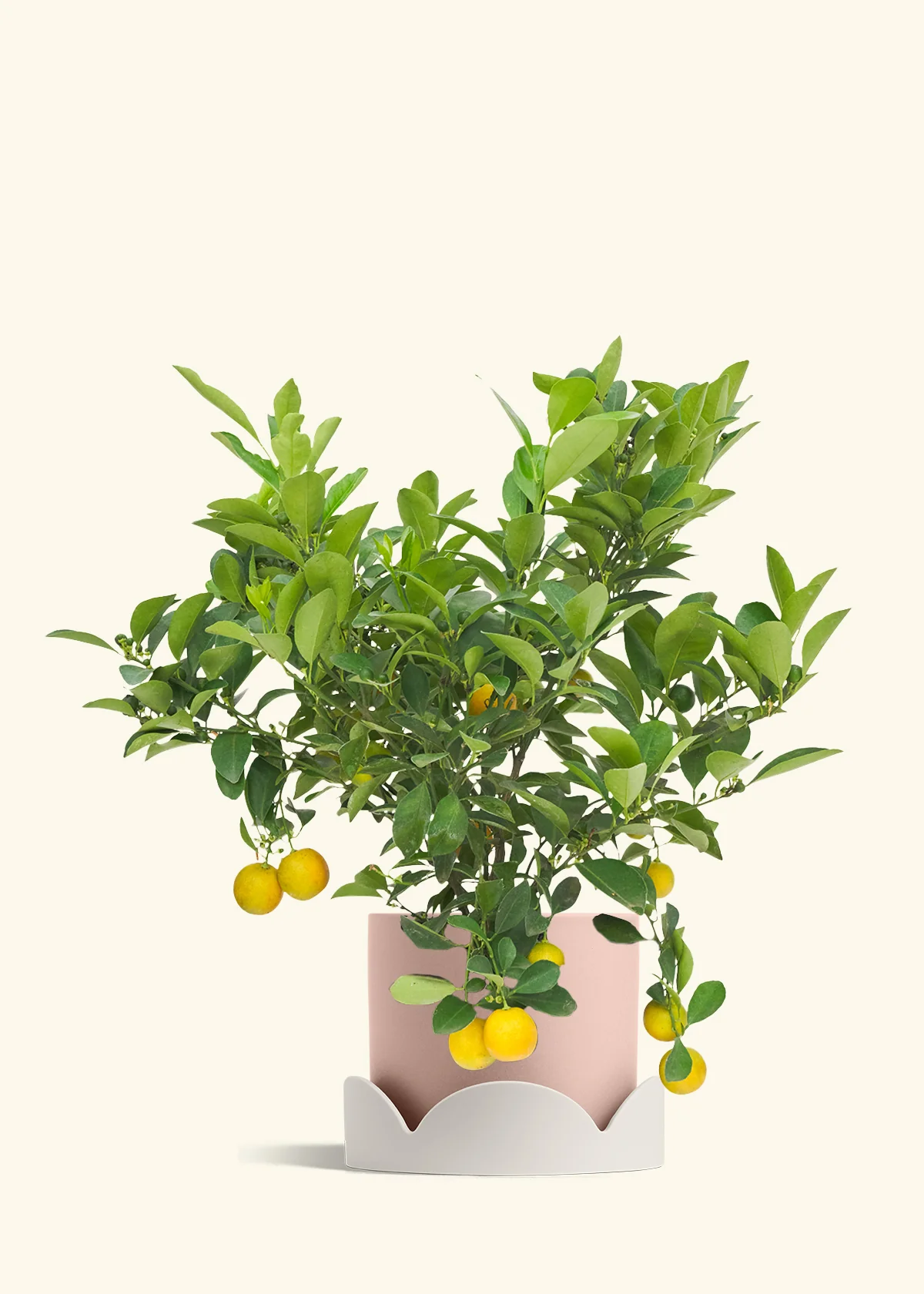 Calamansi Tree - Image 25