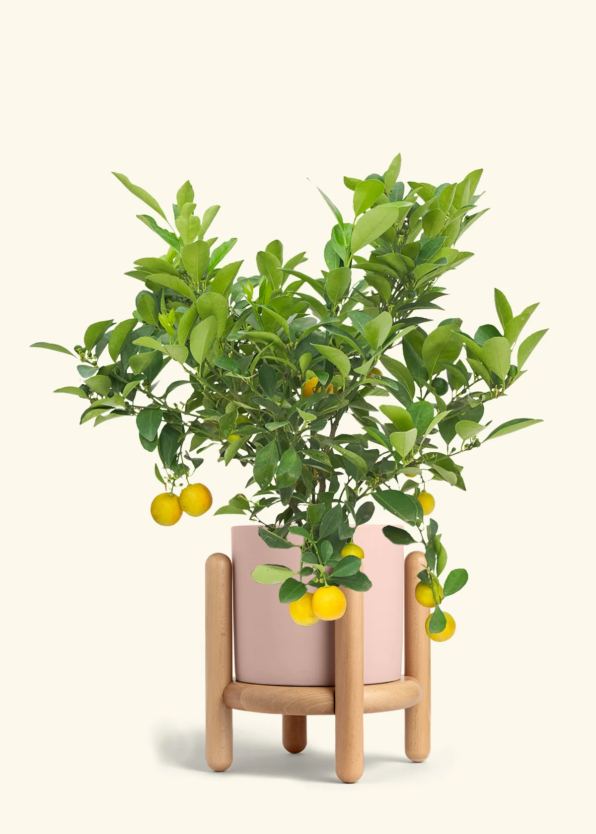 Calamansi Tree - Image 26