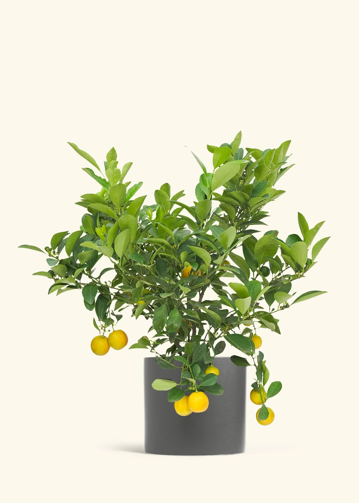 Calamansi Tree - Image 27