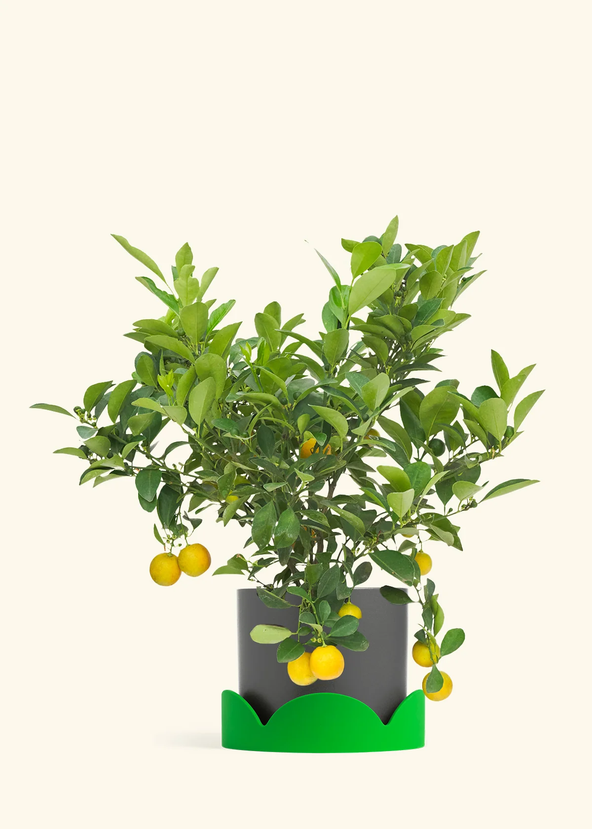 Calamansi Tree - Image 28