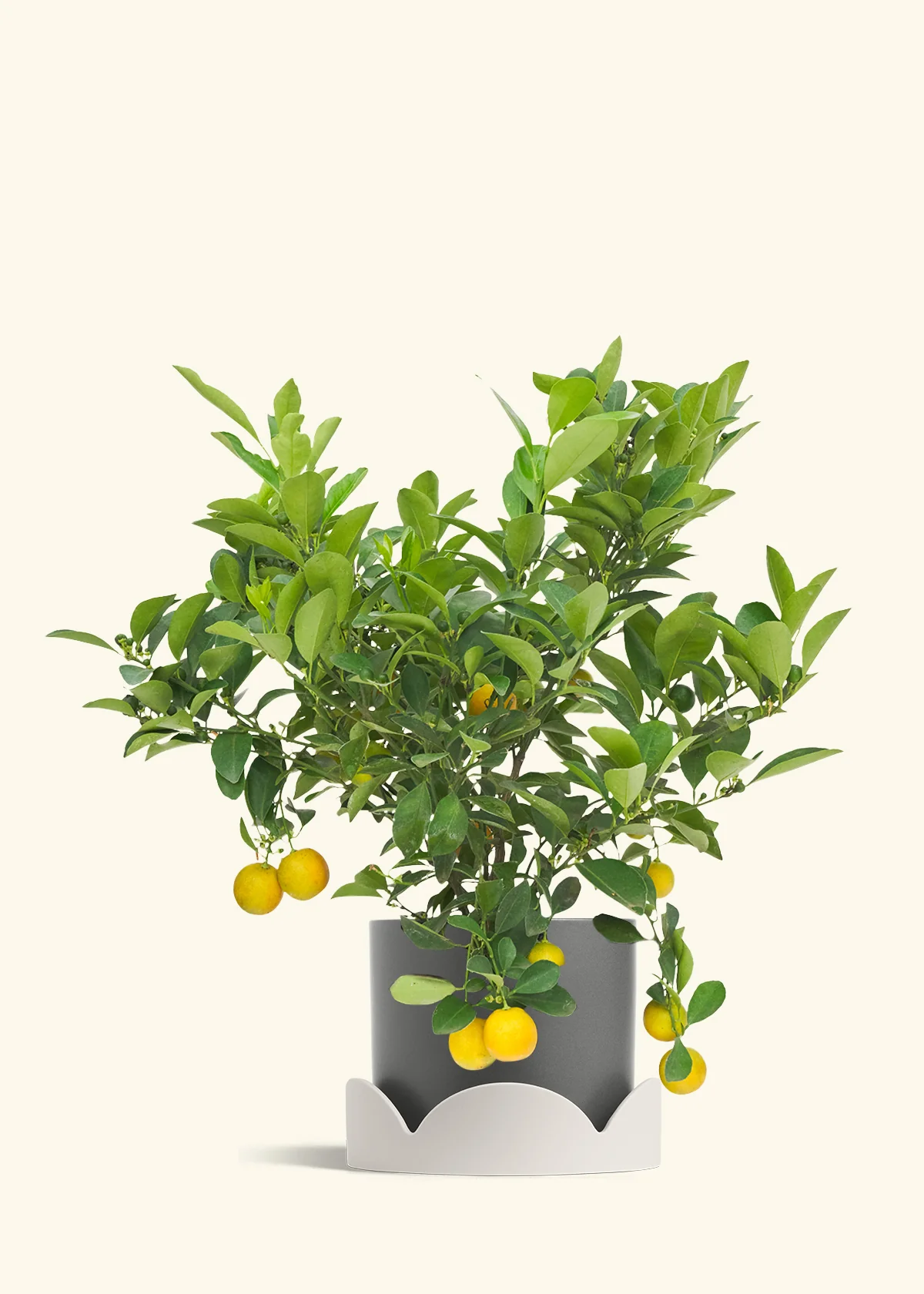 Calamansi Tree - Image 29