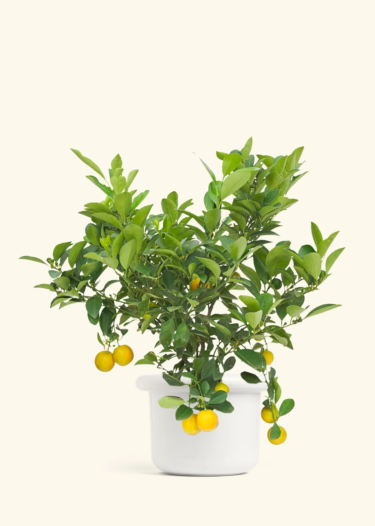 Calamansi Tree - Image 3