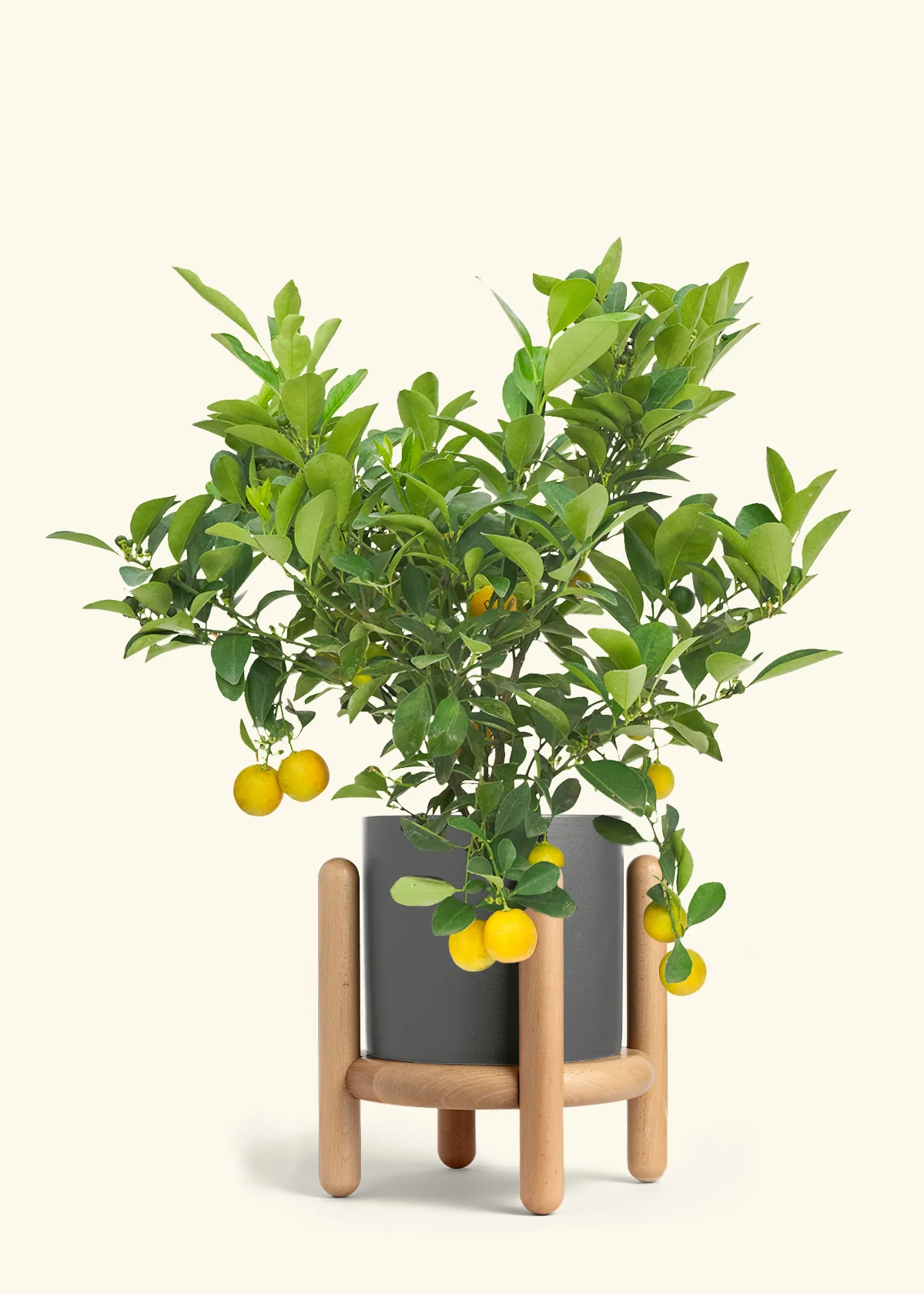 Calamansi Tree - Image 30