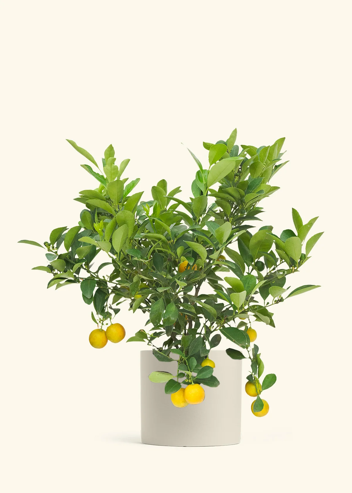Calamansi Tree - Image 31