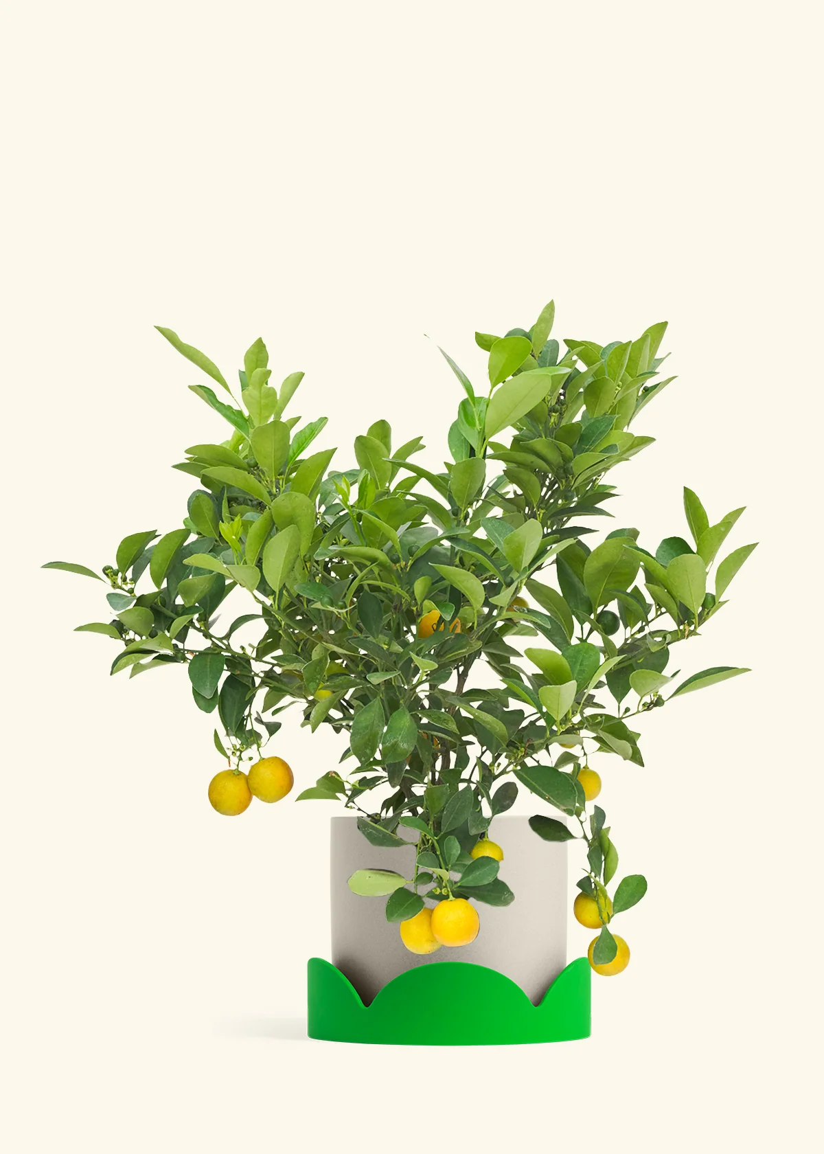 Calamansi Tree - Image 32