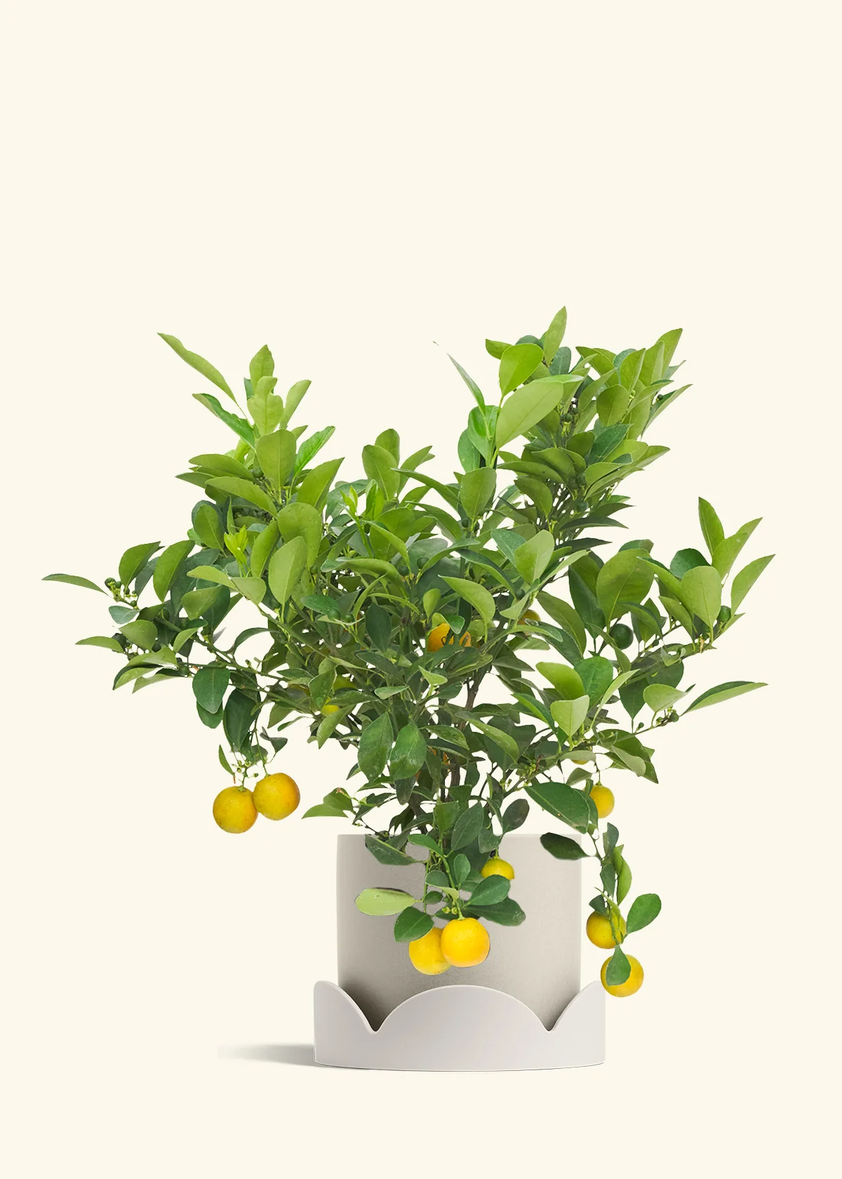 Calamansi Tree - Image 33