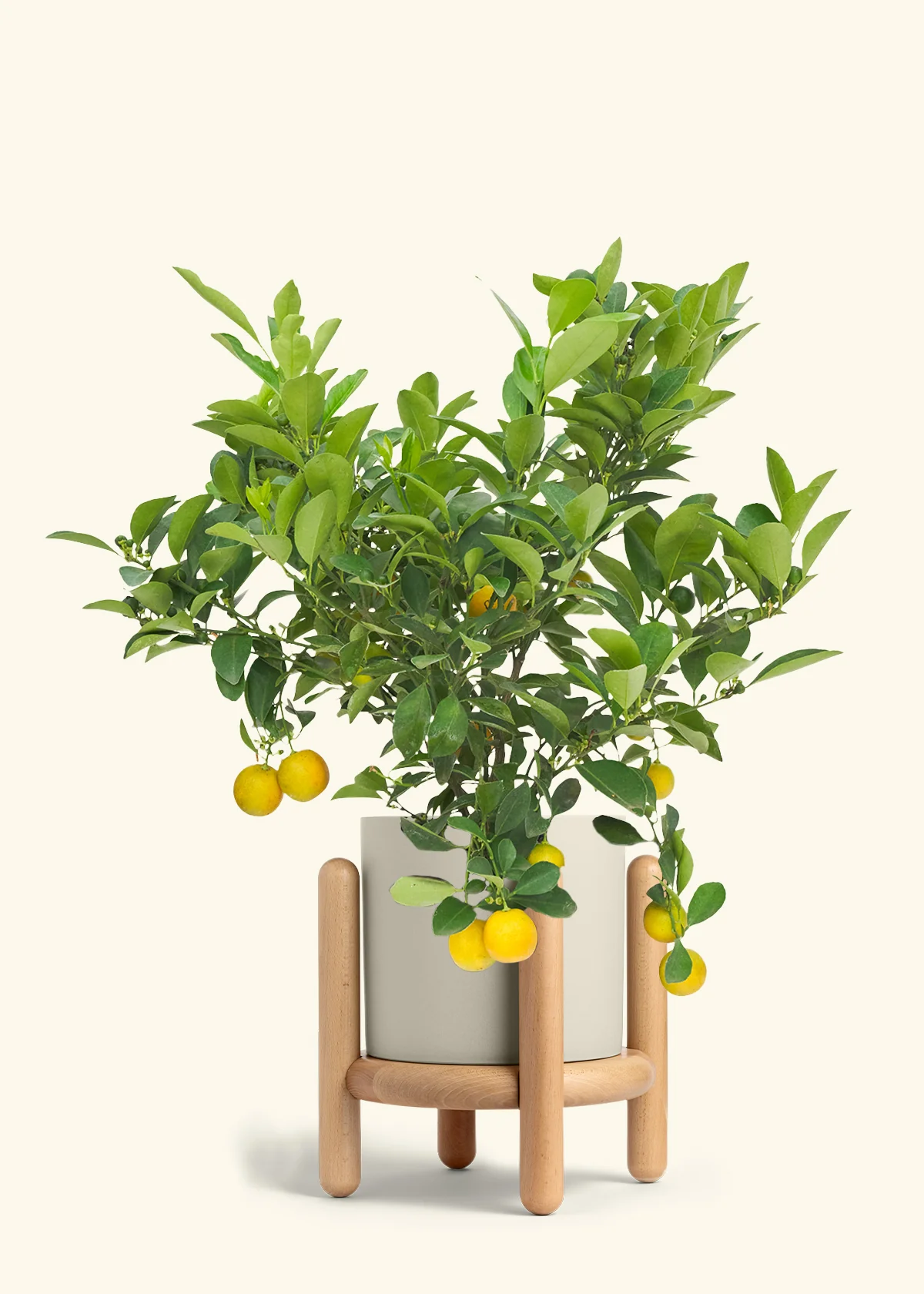 Calamansi Tree - Image 34