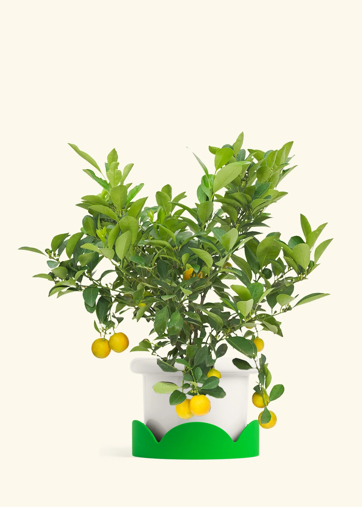 Calamansi Tree - Image 4