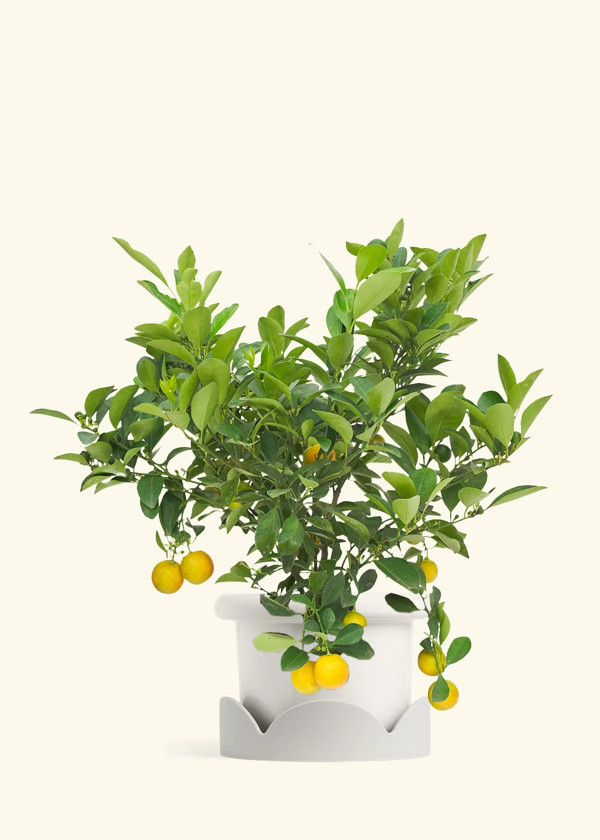 Calamansi Tree - Image 5