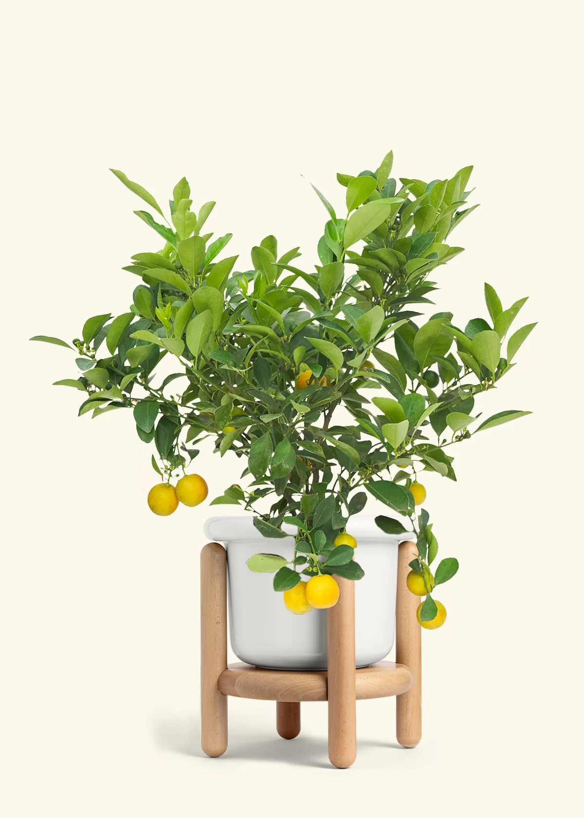 Calamansi Tree - Image 6