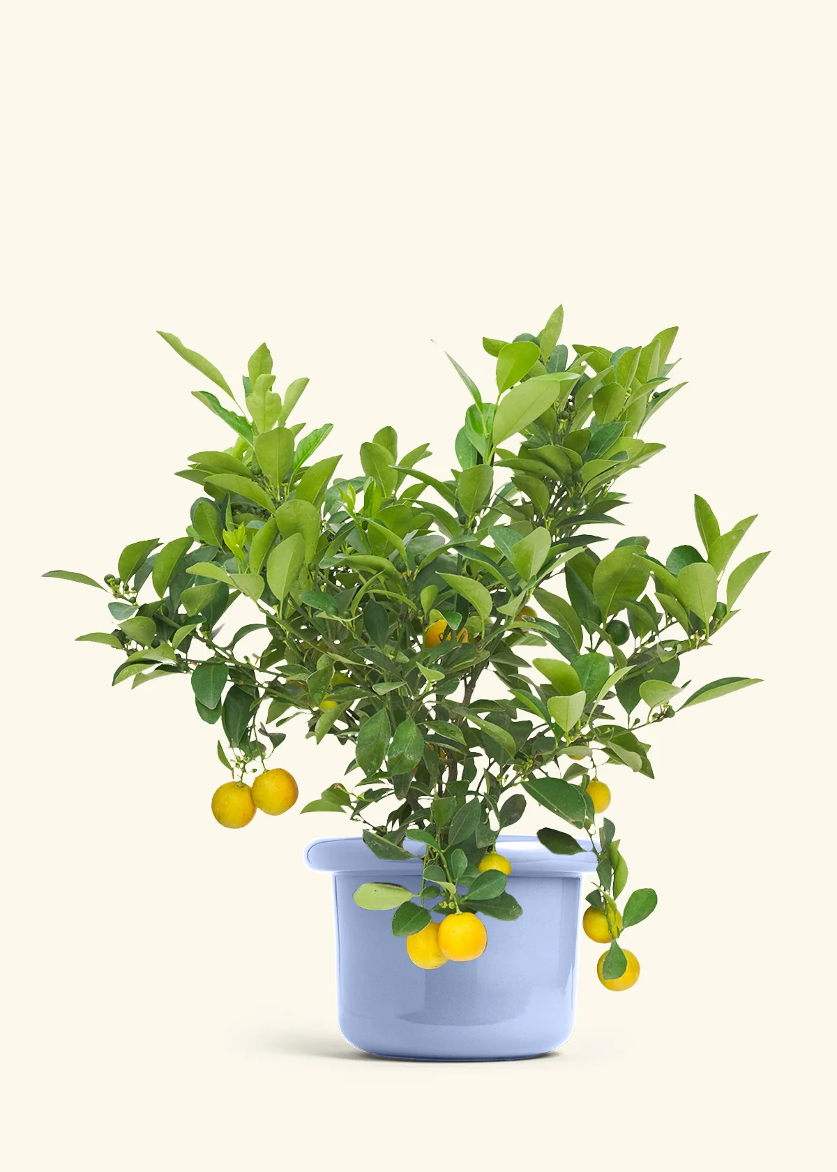 Calamansi Tree - Image 7
