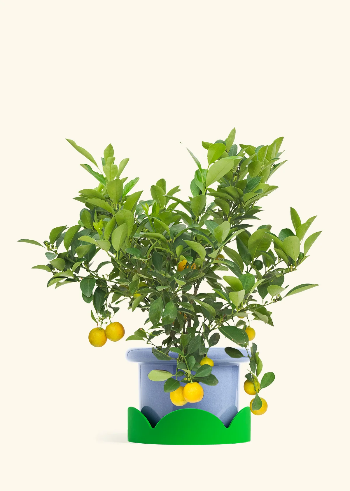 Calamansi Tree - Image 8