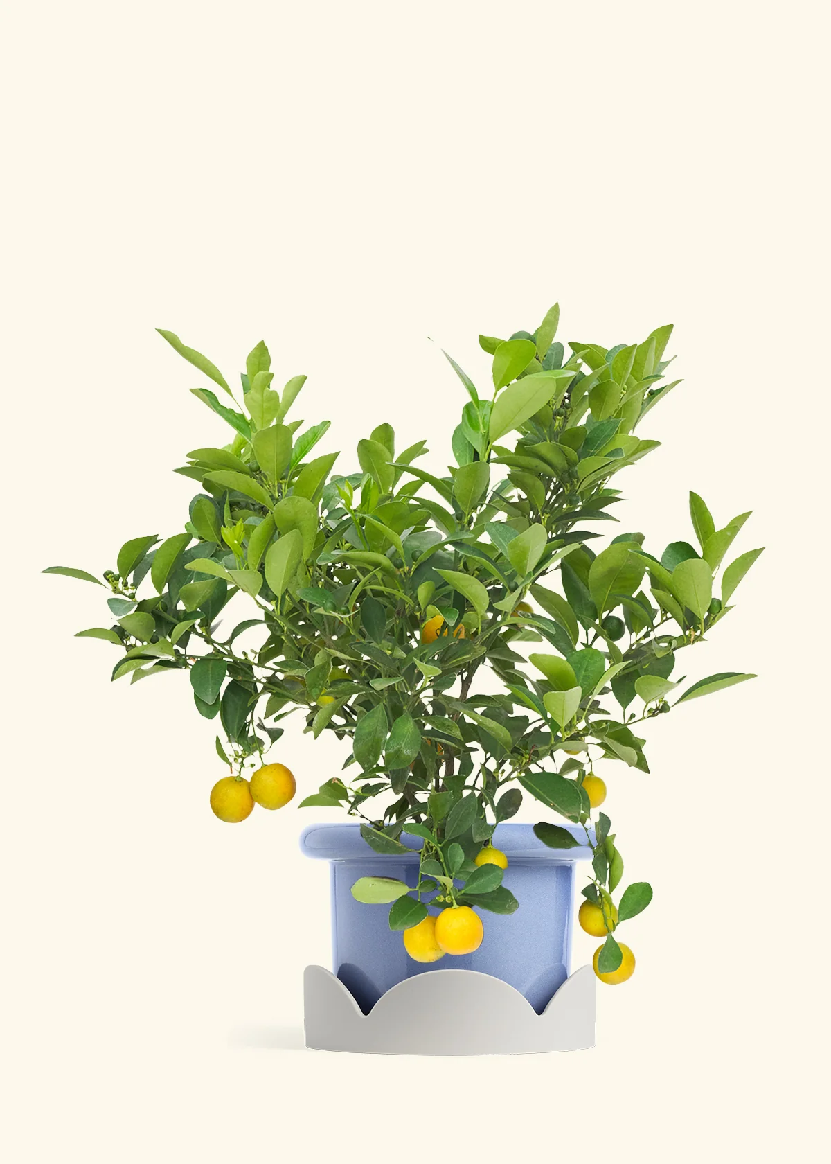 Calamansi Tree - Image 9