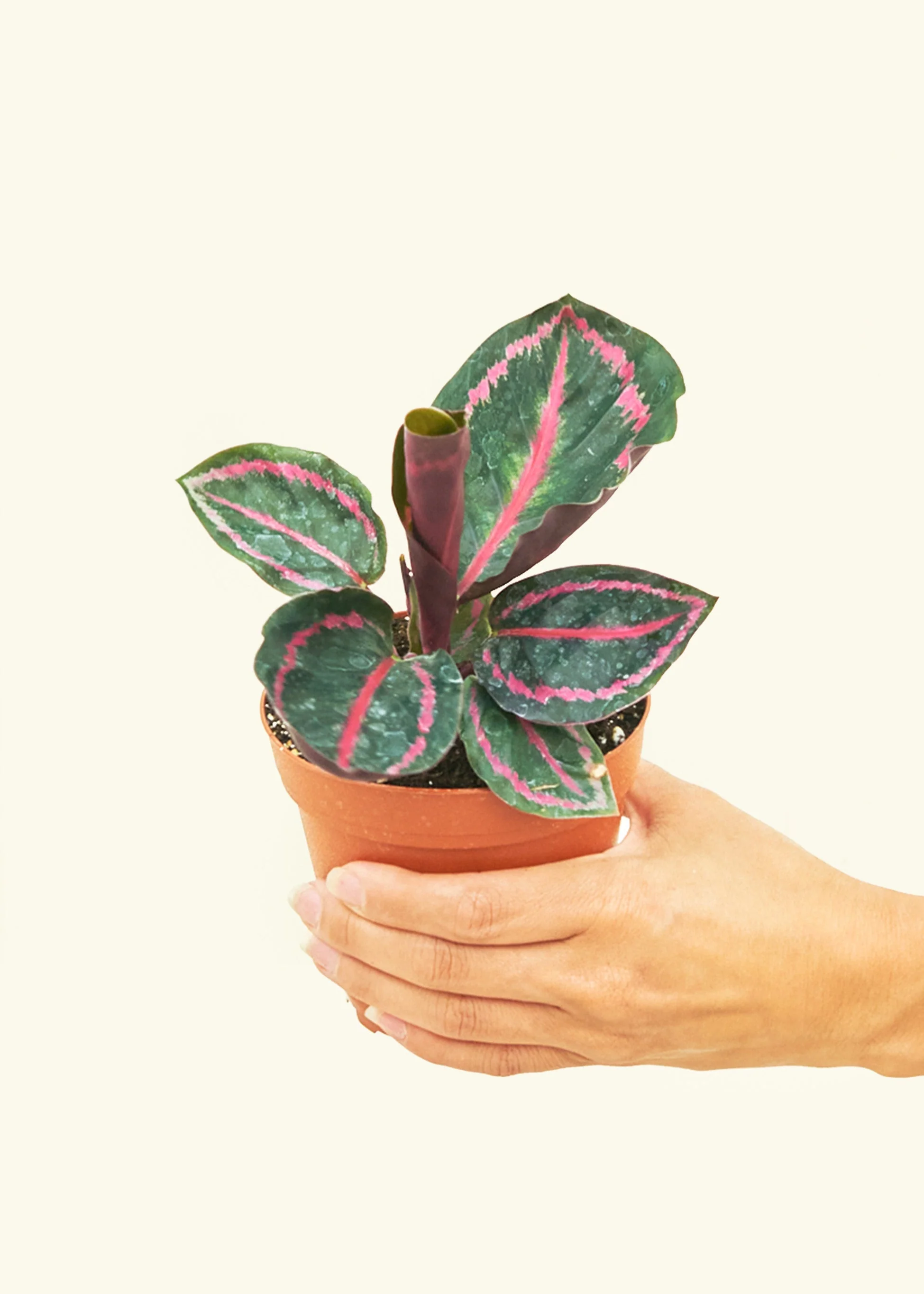 Calathea 'Dottie' - Image 3