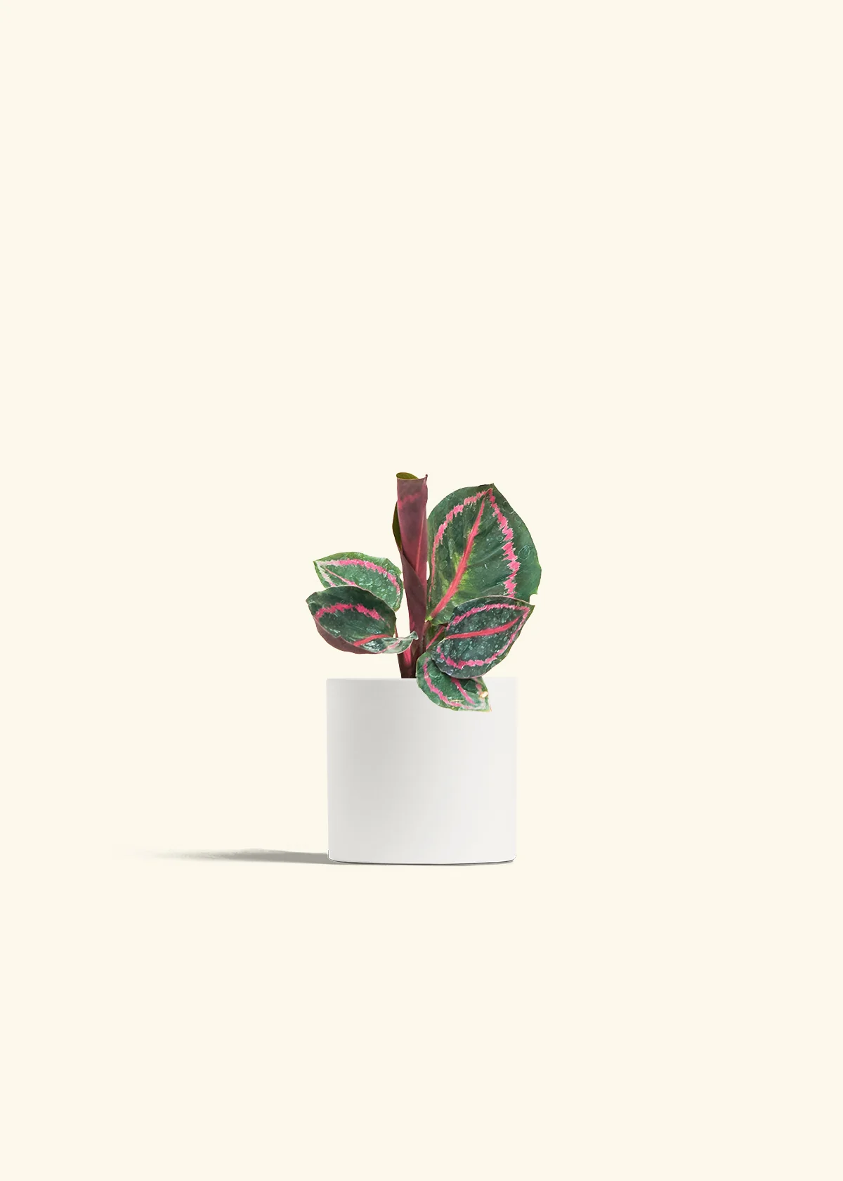 Calathea 'Dottie' - Image 4
