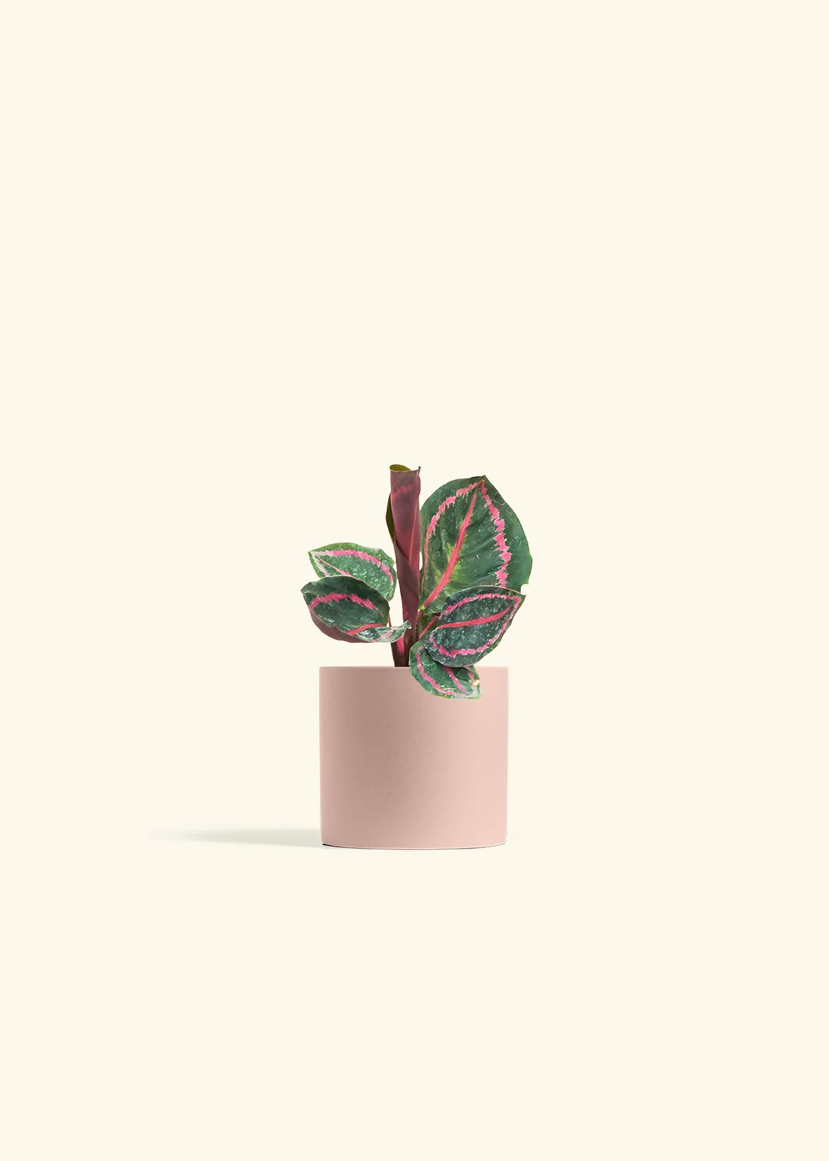 Calathea 'Dottie' - Image 5